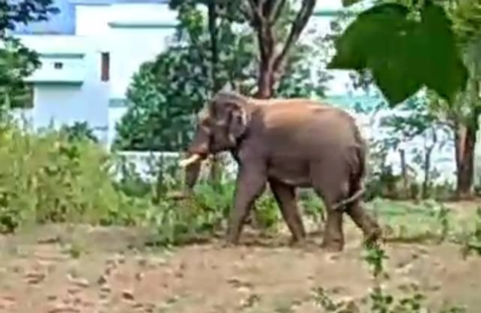 ଯୁବକଙ୍କୁ ଦଳିଦେଲା ଦନ୍ତା