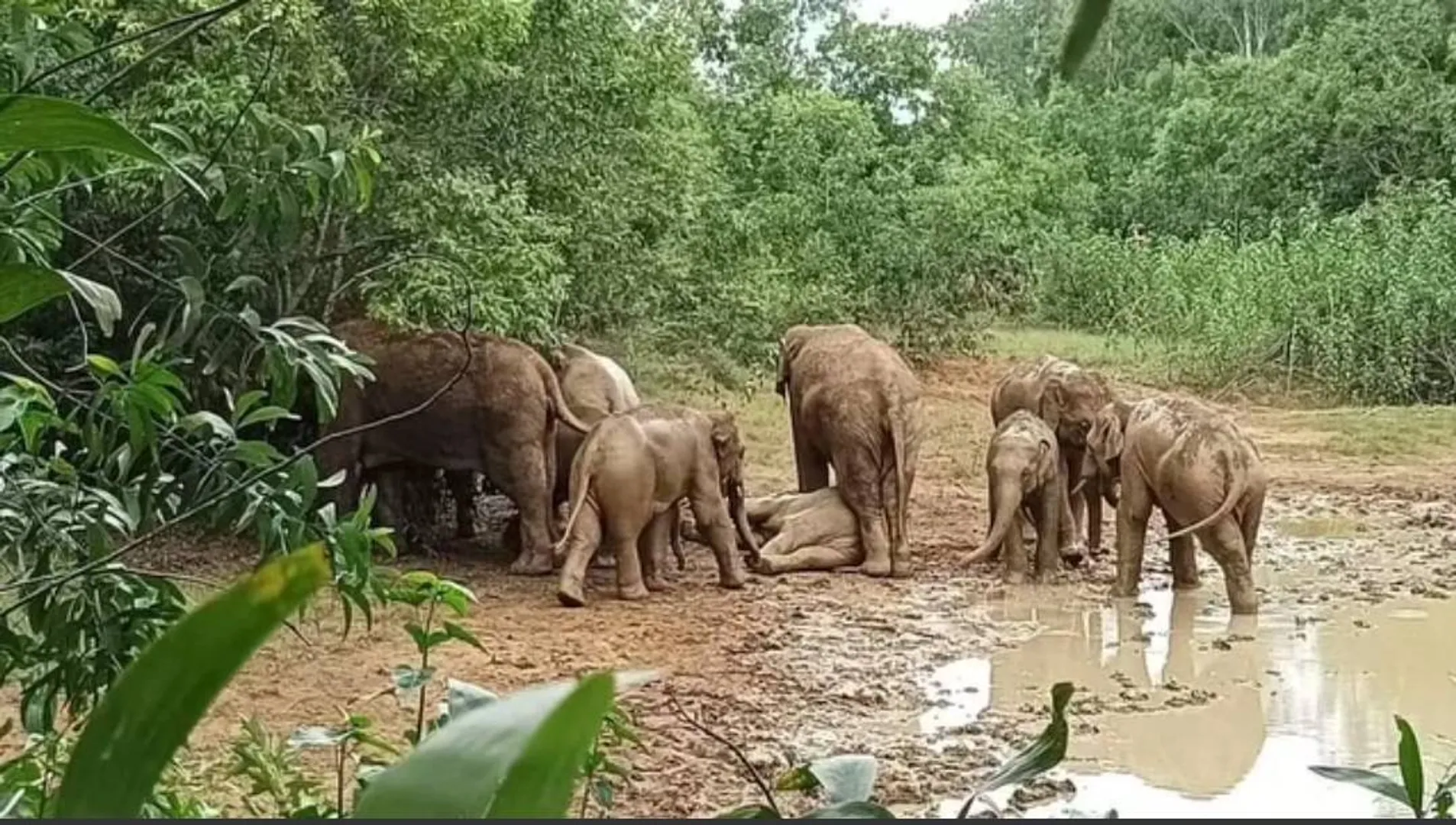 ଏରେଣ୍ଡେଇରେ ୨୪ ହାତୀ: କାଦୁଅରେ ଗଡ଼ିଲେ, ଧାନ ଫସଲ ନଷ୍ଟ କଲେ