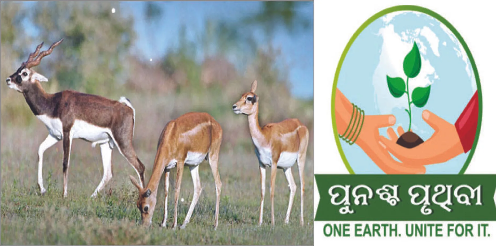 ସଂକଟରେ କଳାବଉଦିଆ, କୃଷ୍ଣସାର ବଂଶ: ଦୁର୍ଘଟଣା, ଶିକାରୀ ହାବୁଡ଼ରେ ପଡ଼ି ପ୍ରାଣ ହରାଉଛନ୍ତି