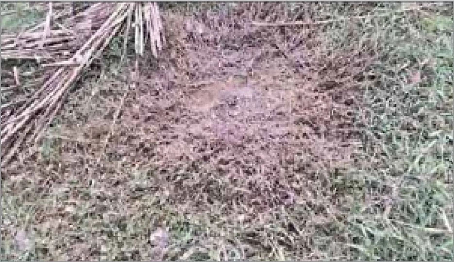ବିଜେଡି ନେତାଙ୍କ ଘର ନିକଟରେ ବୋମାମାଡ଼