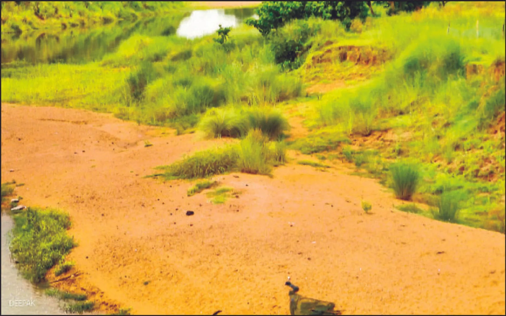 ବର୍ଷାଋତୁରେ ବି ବୁଢ଼ାବଳଙ୍ଗ ଶୁଖିଲା: ମରୁଭୂମି ପାଲଟିଲାଣି ନଦୀପଠା, ଜୀବିକା ହରାଉଛନ୍ତି ନଦୀକୂଳିଆ