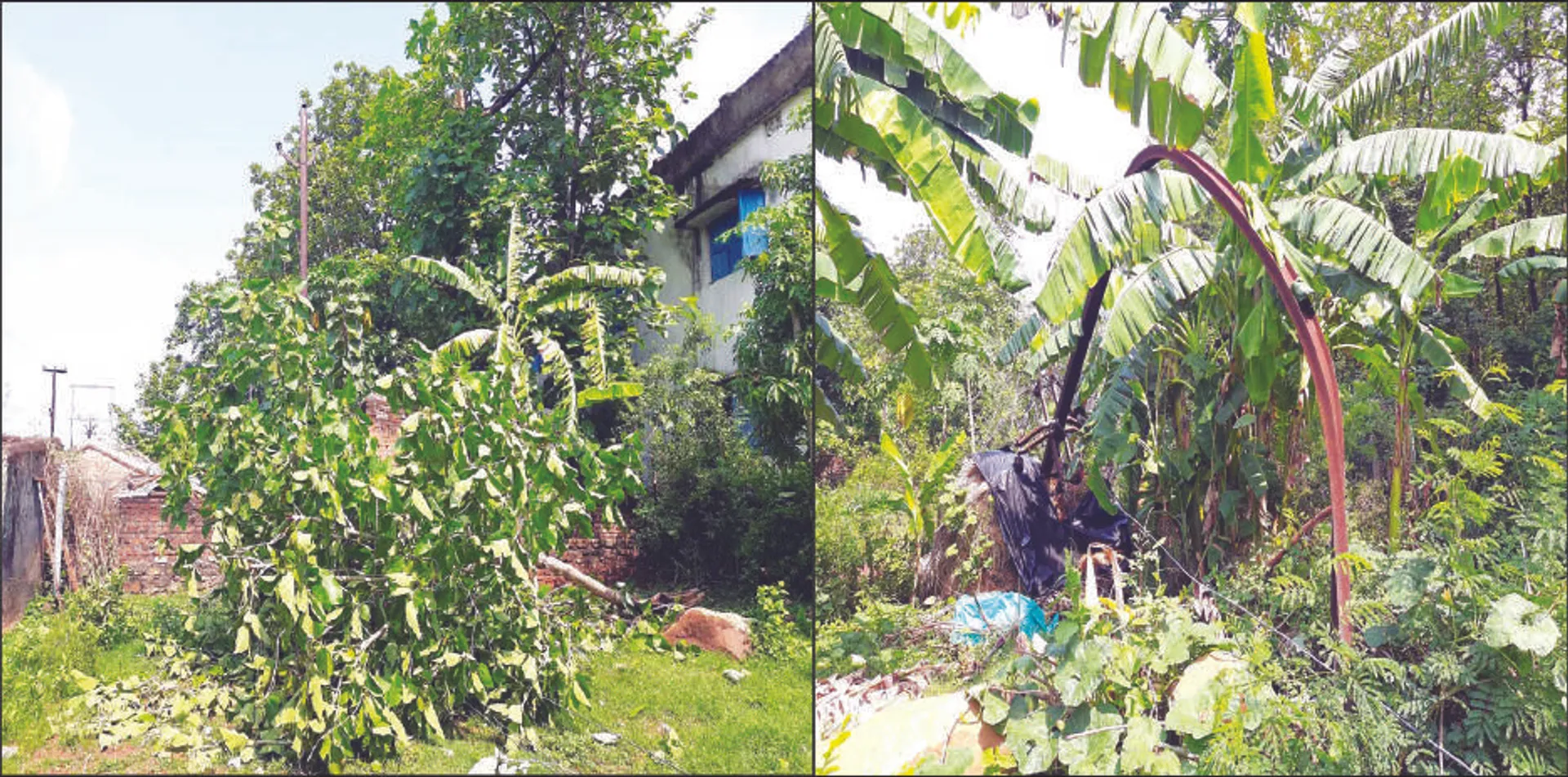 ବିଦ୍ୟୁତ୍‌ ତାରକୁ ଢାଙ୍କିଛି ଗଛ ଡାଳ: ଲାଗିରହିଛି ବିଦ୍ୟୁତ୍‌ ବିଭ୍ରାଟ, ଲୋକେ ହନ୍ତସନ୍ତ