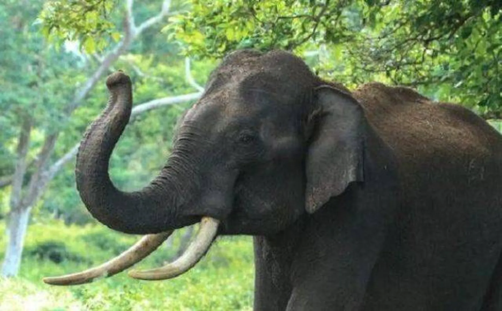 ଘର ଭାଙ୍ଗି ଧାନ ଚାଉଳ ଖାଇଲା ଦନ୍ତାହାତୀ