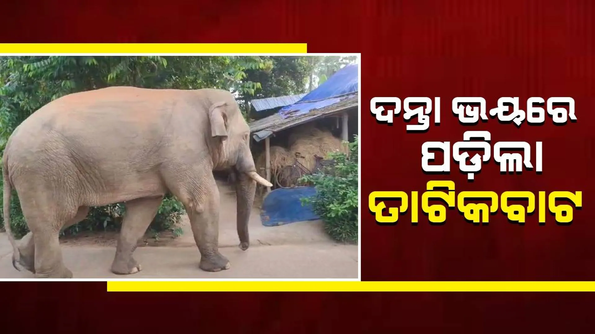 ଗାଁ ଦାଣ୍ଡରେ ବୁଲିଲା ଦନ୍ତା: ପାଚିଲା ଆମ୍ବ-ପଣସ ବାସ୍ନାରେ ଗାଁ ମୁହାଁ ହେଲା