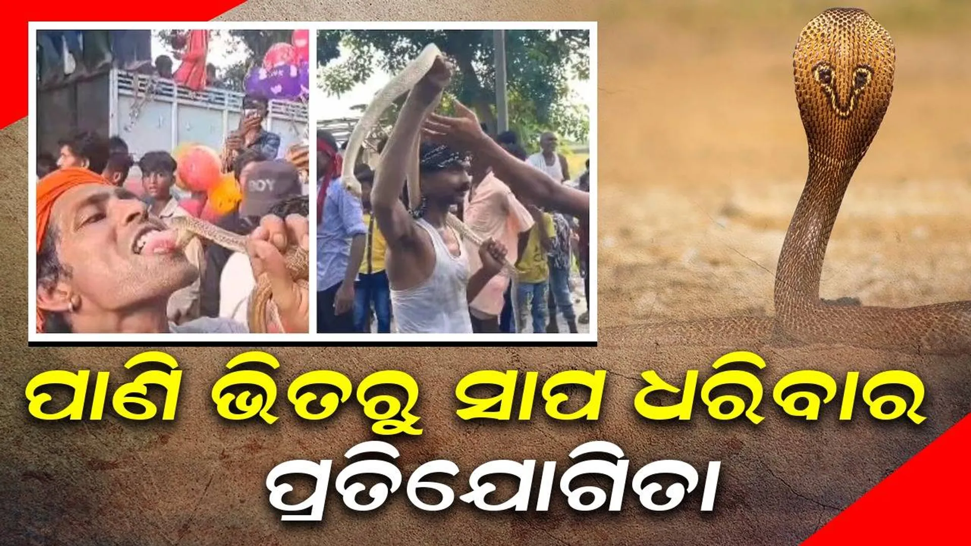 ସାପଧରିବାର ପ୍ରତିଯୋଗୀତା; ମନସ୍କାମନା ପୁରଣ ହେଲେ ସୁରକ୍ଷିତ ସ୍ଥାନରେ ଛାଡ଼ି ଦିଆଯାଏ