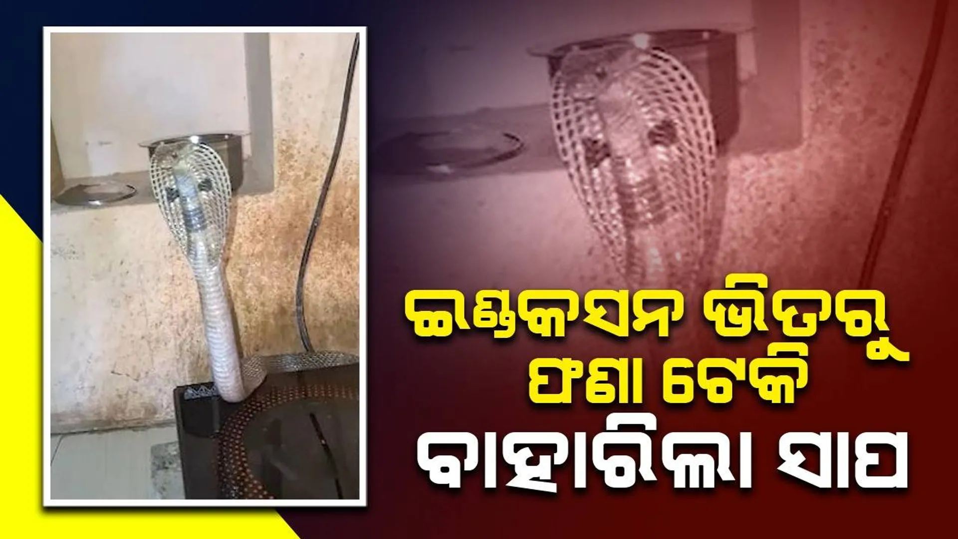 ରୋଷେଇ ଘରେ ଥିବା ଇଣ୍ଡକସନ ଭିତରୁ ଫଣା ଟେକି ବାହାରିଲା ସାପ; ଅଳ୍ପକେ ବର୍ତ୍ତି ଯାଇଛନ୍ତି ମହିଳା