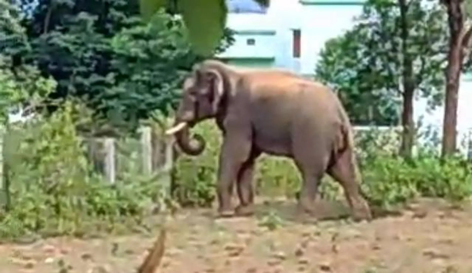ଉତ୍ତର ଘୁମୁସର ବନଖଣ୍ଡକୁ ଫେରିଲା ବାଟବଣା ଦନ୍ତା, ହାତୀ ଉପଦ୍ରବରୁ ଆଶ୍ୱସ୍ତି ପାଇଲେ ଅଞ୍ଚଳବାସୀ