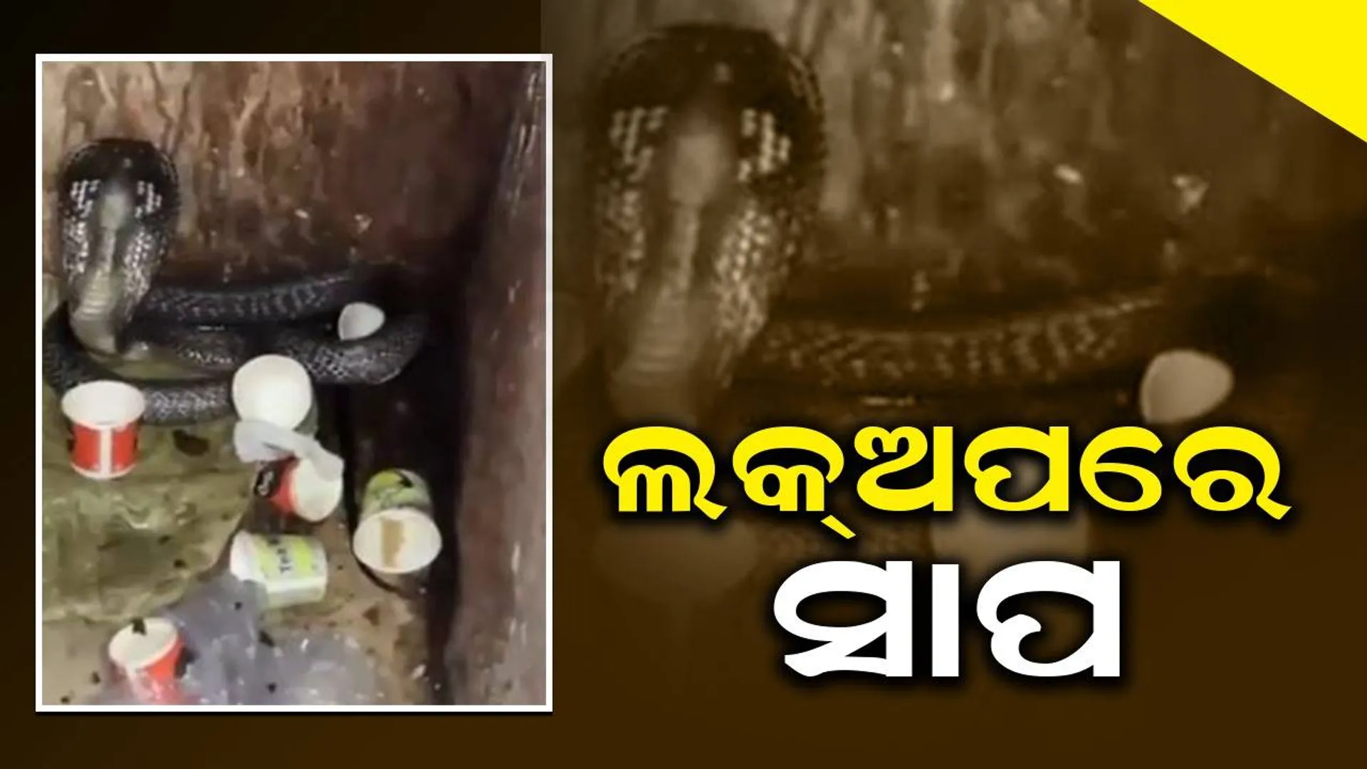 ଲକଅପରୁ ଉଦ୍ଧାର ହେଲା ନାଗ; ଦୀର୍ଘନିଶ୍ବାସ ଛାଡ଼ିଲେ ପୁଲିସ କର୍ମଚାରୀ