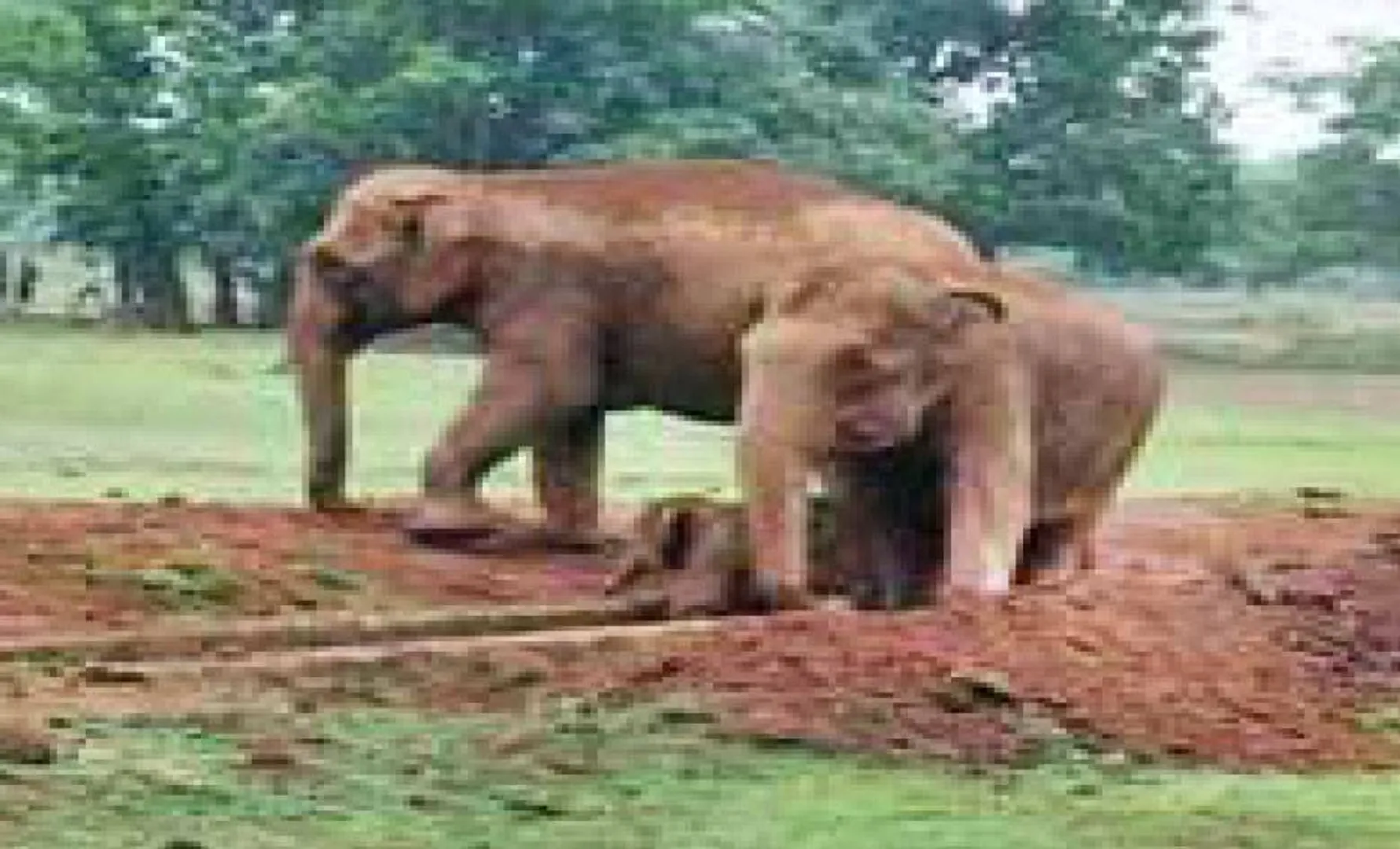 କେନାଲରେ ଗଳି ପଡ଼ିଲା ହାତୀ ଶାବକ: ୩ ଘଣ୍ଟାର କସରତ ପରେ ଉଦ୍ଧାର