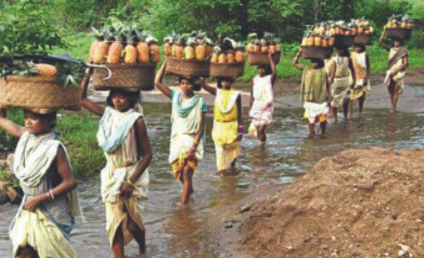 ନିୟମଗିରି ସପୁରିର ଅଭାବୀ ବିକ୍ରି: ଝରଣିଆ, ଡଙ୍ଗରିଆ କନ୍ଧଙ୍କୁ ମିଳୁନି ଉଚିତ ମୂଲ୍ୟ