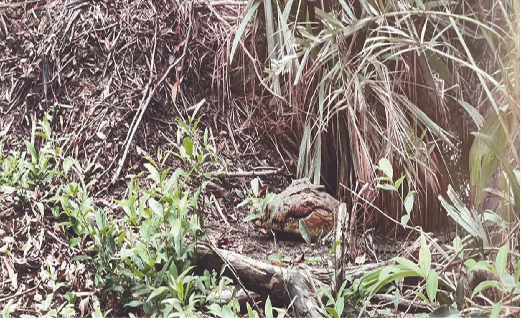 ଭିତରକନିକାରେ ୧୧୪ କୁମ୍ଭୀର ବସା ଚିହ୍ନଟ