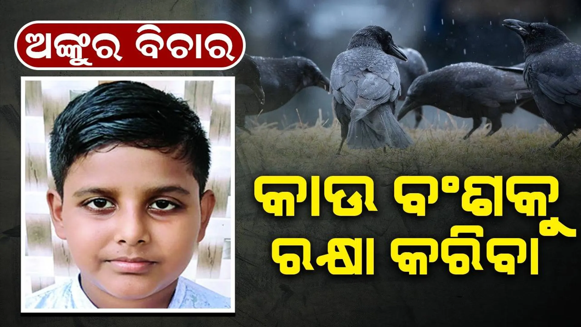 ଅଙ୍କୁର ବିଚାର: କାଉ ବଂଶକୁ ରକ୍ଷା କରିବା