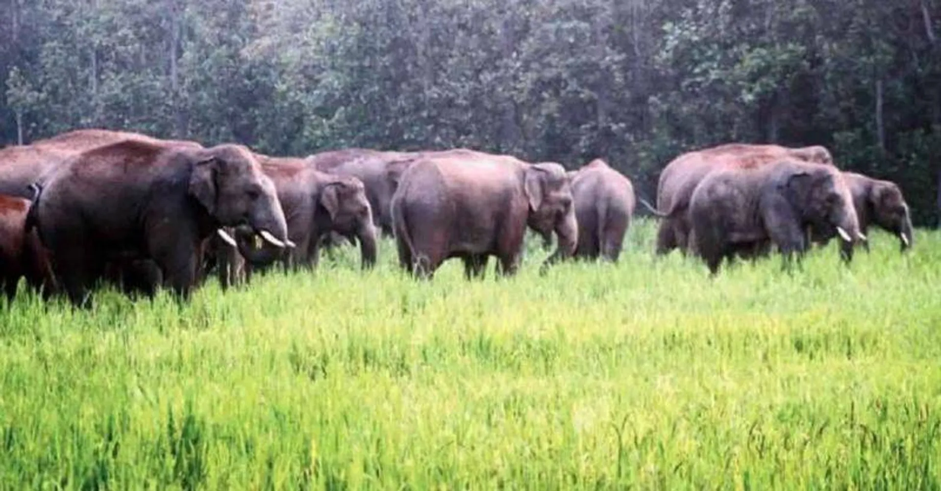 ରାତିଅଧରେ ଗାଁରେ ପଶିଲେ ହାତୀପଲ: ଜୀବନ ଭୟରେ ଘର ଛାଡ଼ି ଦୌଡ଼ିଲେ ଗ୍ରାମବାସୀ