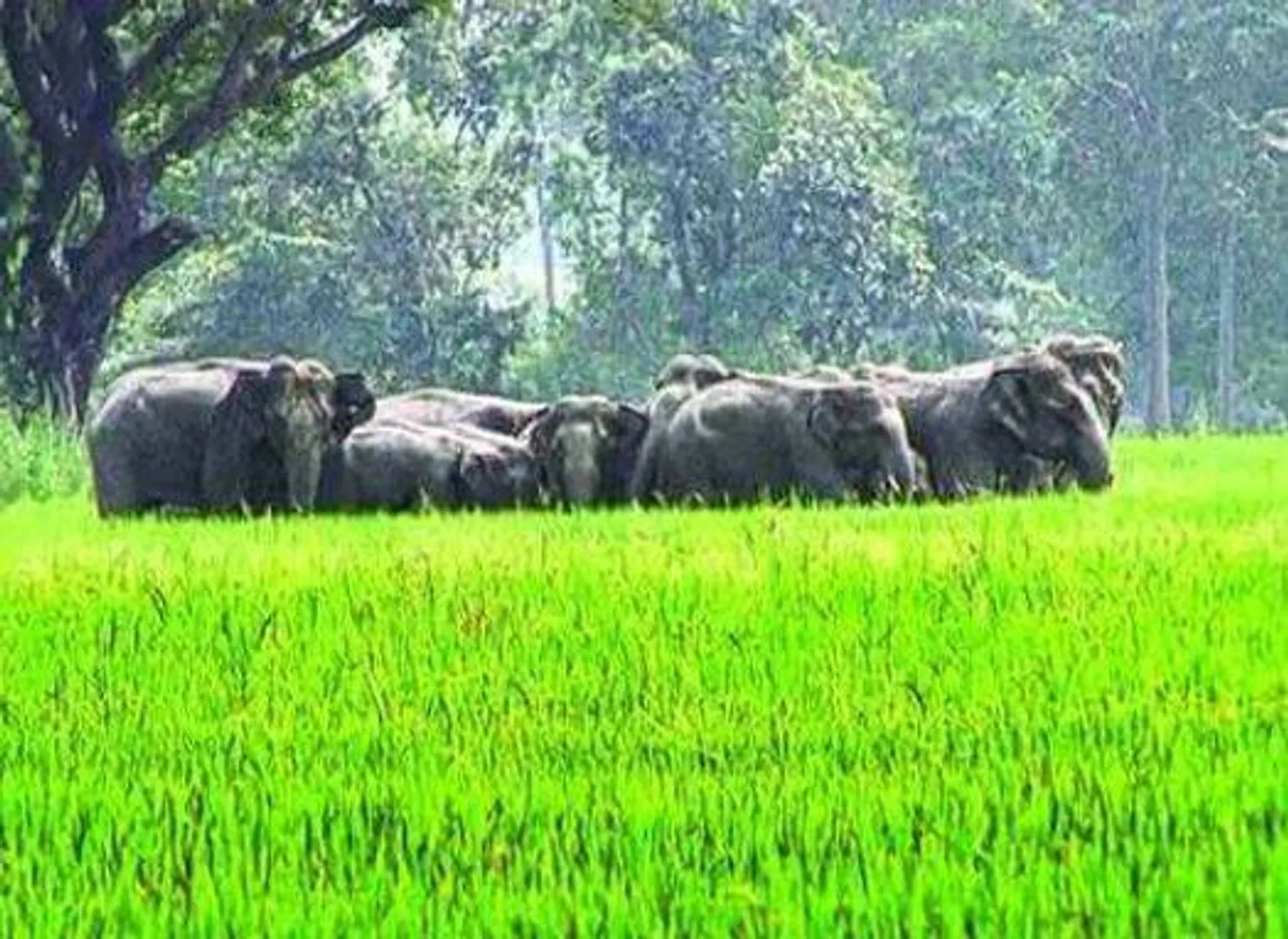 ଧାନବିଲକୁ କ୍ଷତିଗ୍ରସ୍ତ କରୁଛନ୍ତି ୧୮ ଟିକିଆ ହାତୀ ପଲ
