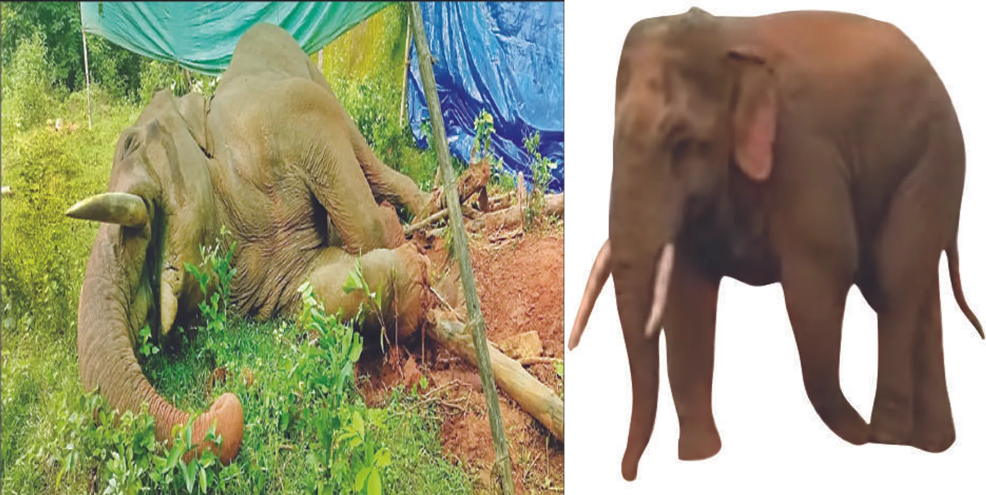 ବିଦ୍ୟୁତ୍‌ ଆଘାତରେ: ବାହୁବଳୀ ଦନ୍ତାହାତୀ ରାମୁର ମୃତ୍ୟୁ