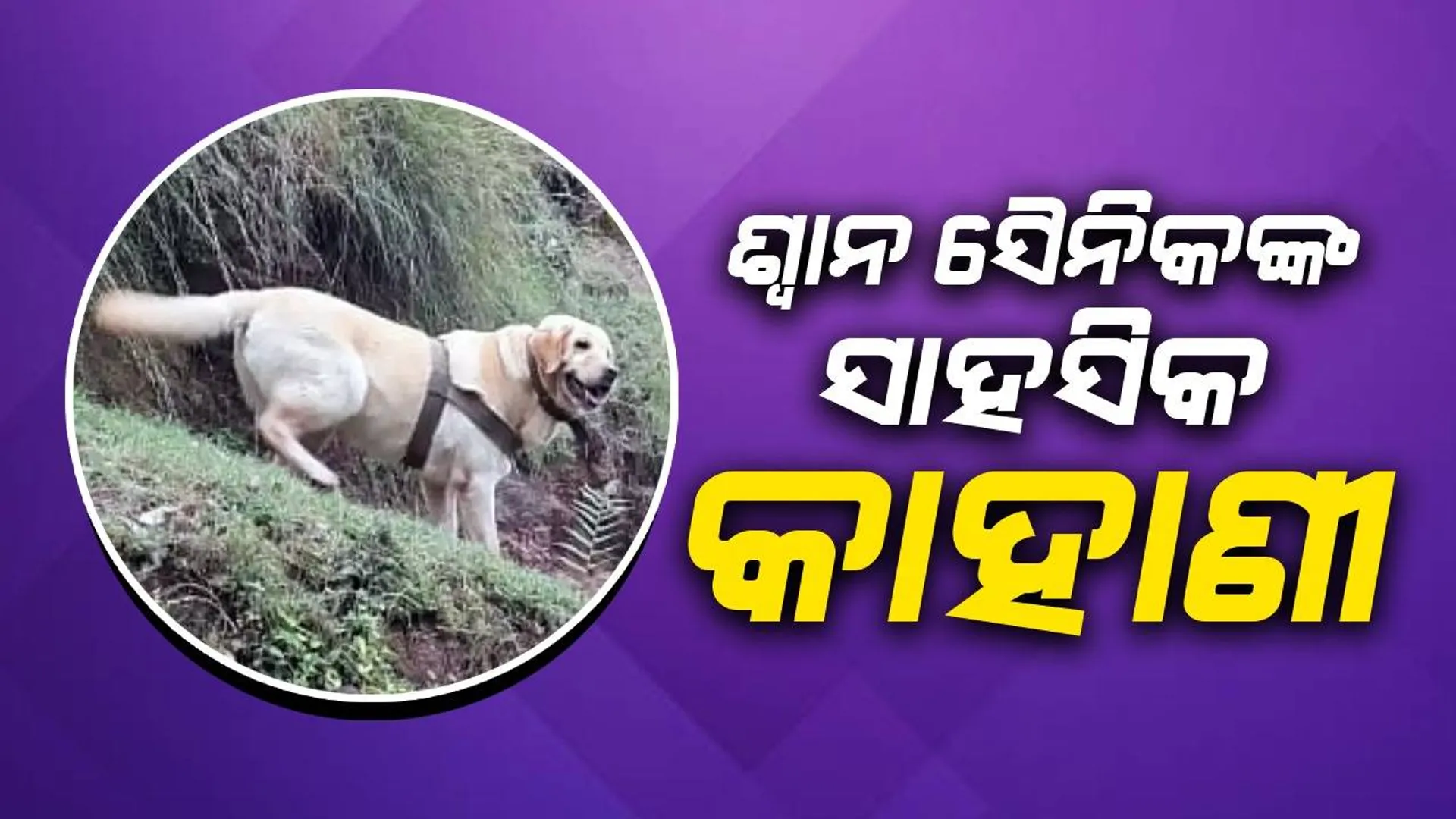 ଶ୍ବାନ ସୈନିକଙ୍କ ସାହସିକ କାହାଣୀ
