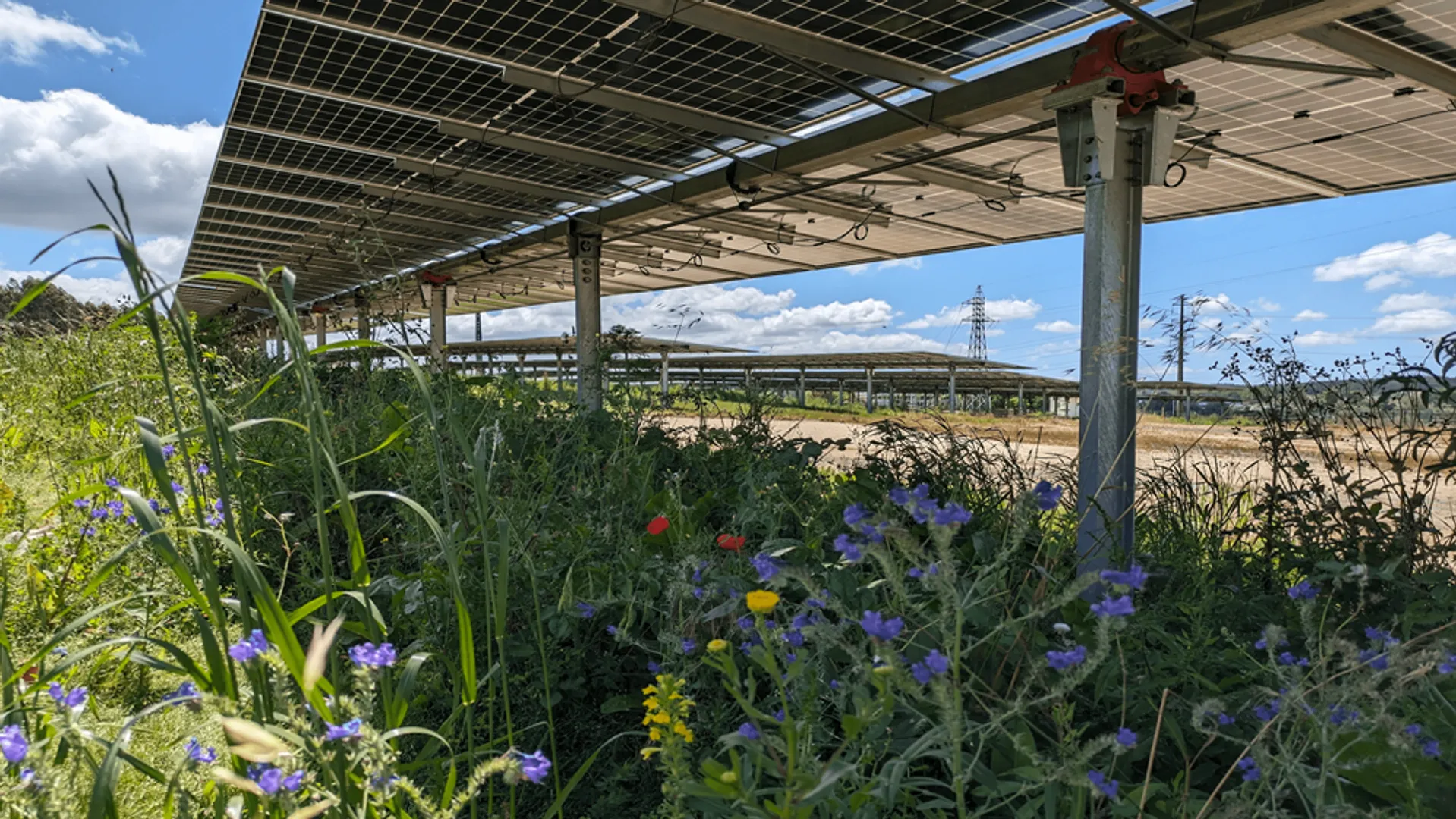 Aura Power’s Grimsby solar project in Lincolnshire was financed by Rabobank and secured a CfD under Allocation Round 5.