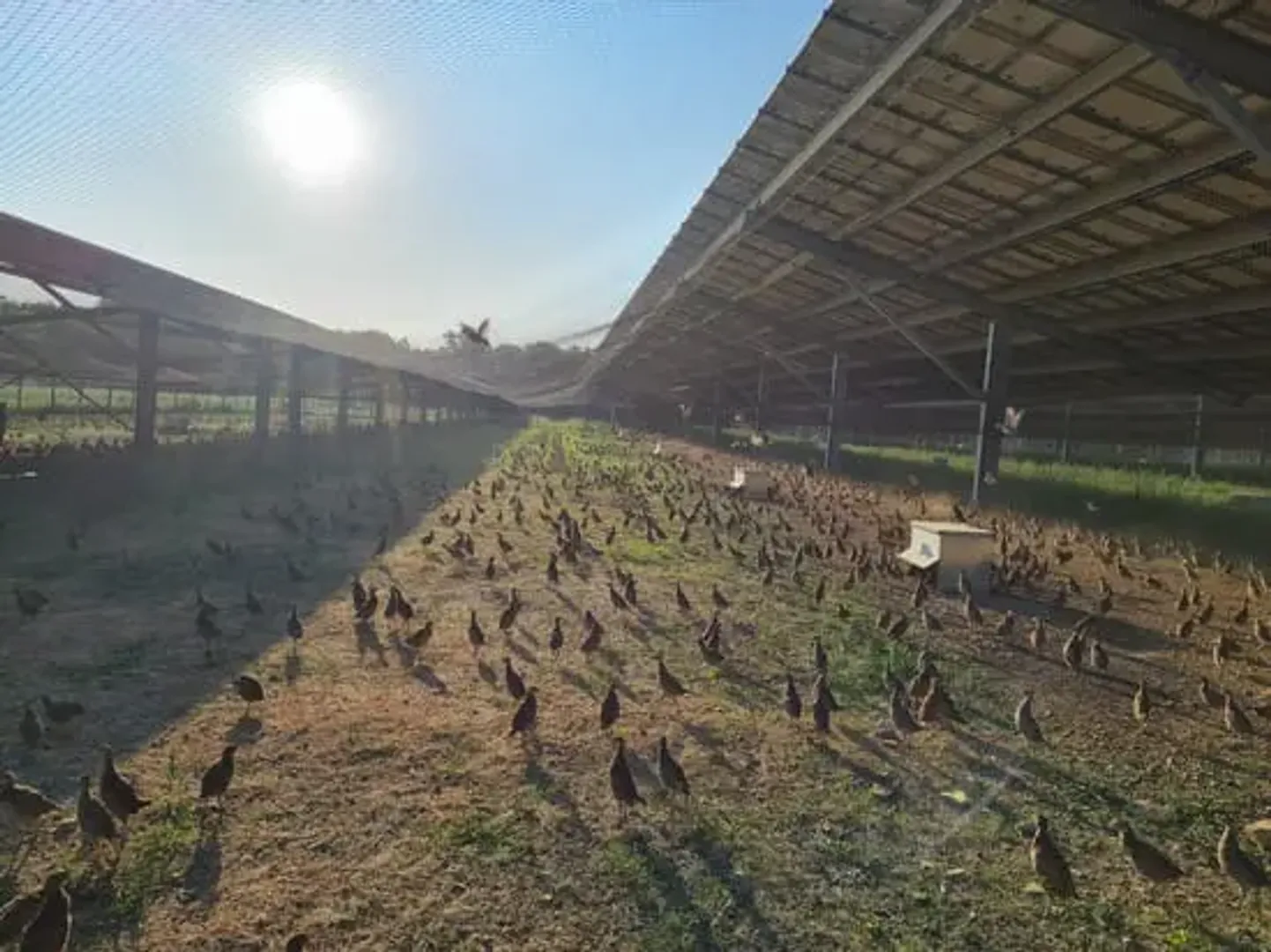 Technique Solaire's aviaries in France had reduced crowding and stress in poultry, as confirmed in joint field tests with INRAe.