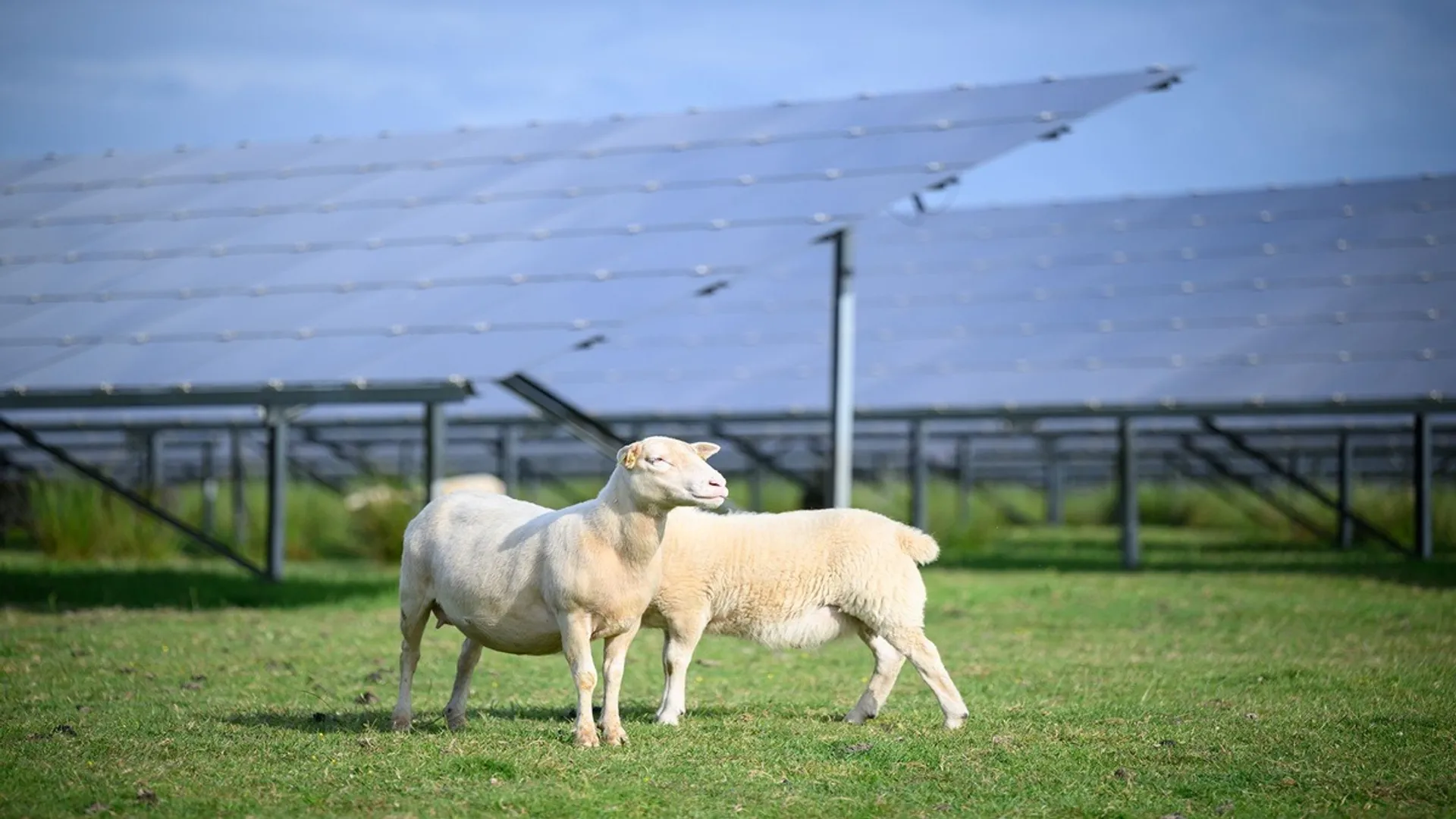 Photosol has provided agrivoltaic data that supported ADEME’s national observatory launch.