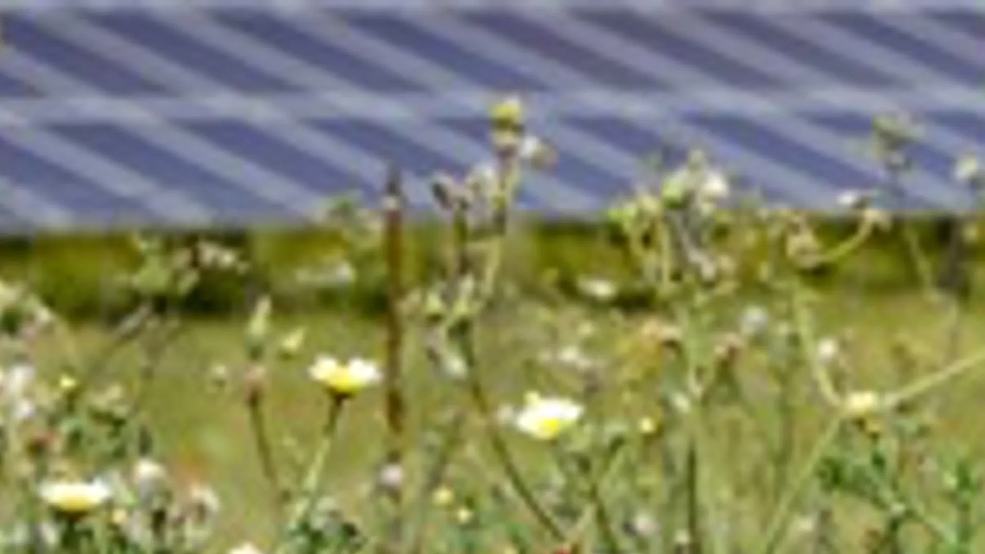 The portfolio has been developed jointly with Grüne Energien Solar to support biodiversity.