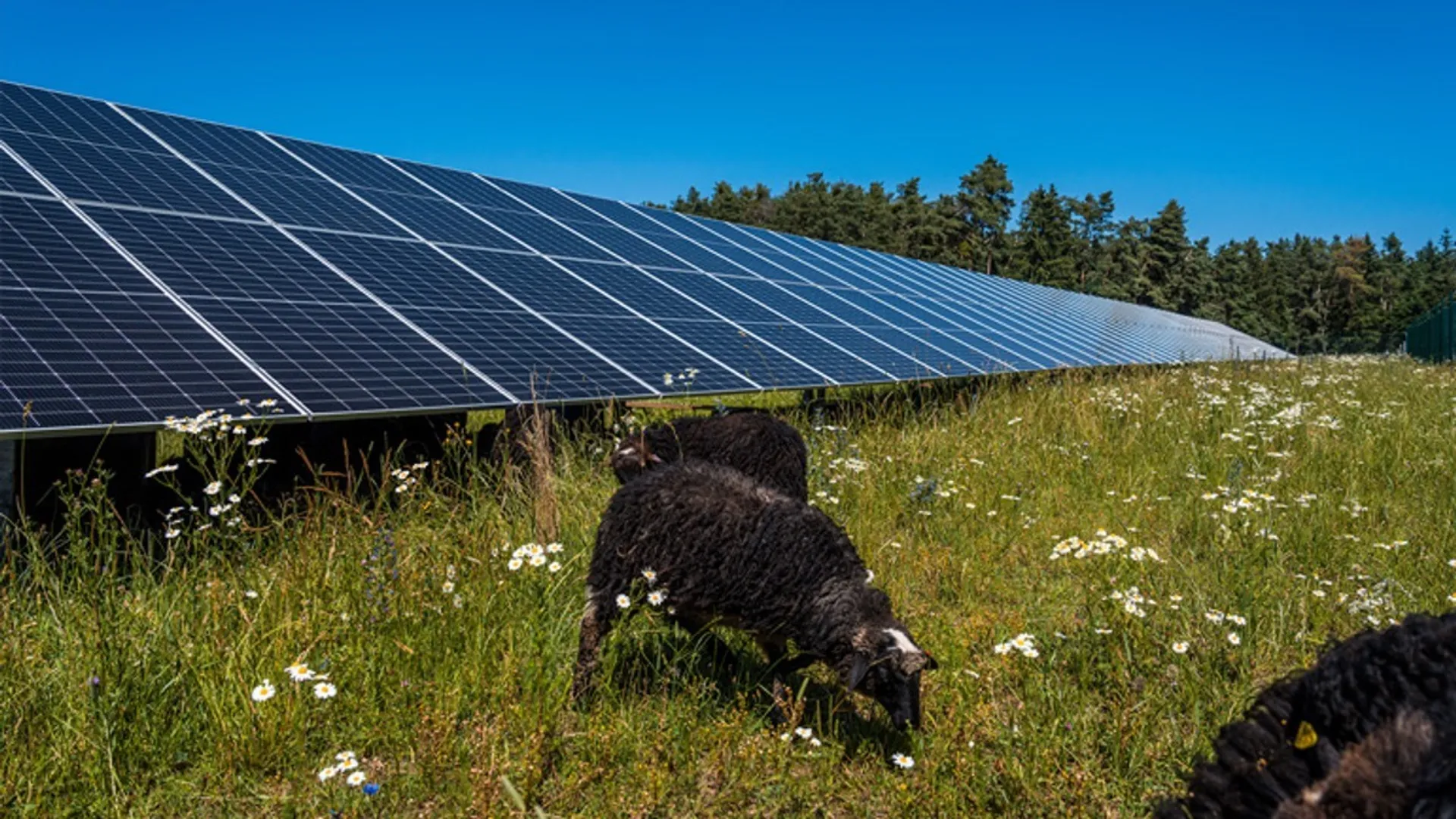 The hybrid portfolio includes eight developments combining 100 MV peak (PV) with around 80 MV storage power.