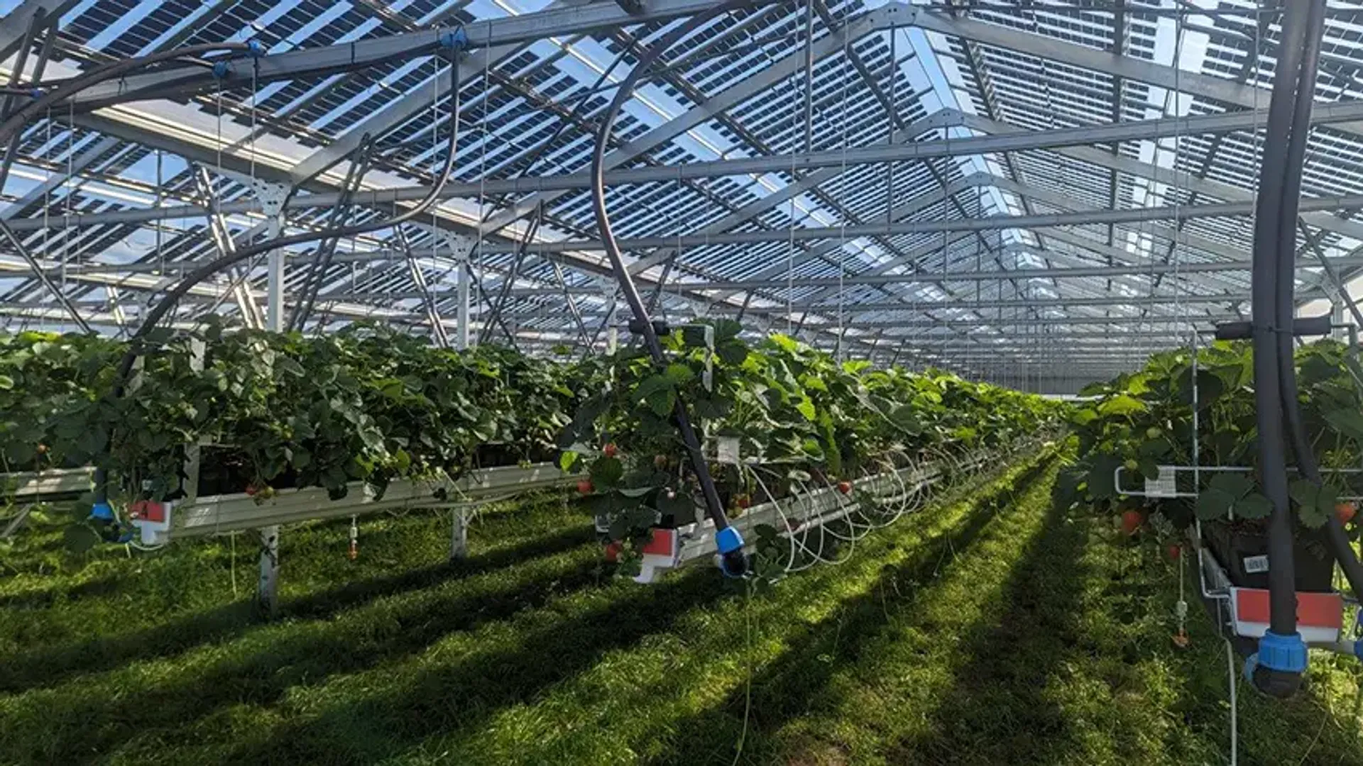 Mondragon Assembly to build 150 MW agrivoltaic solar module line for Brite Solar