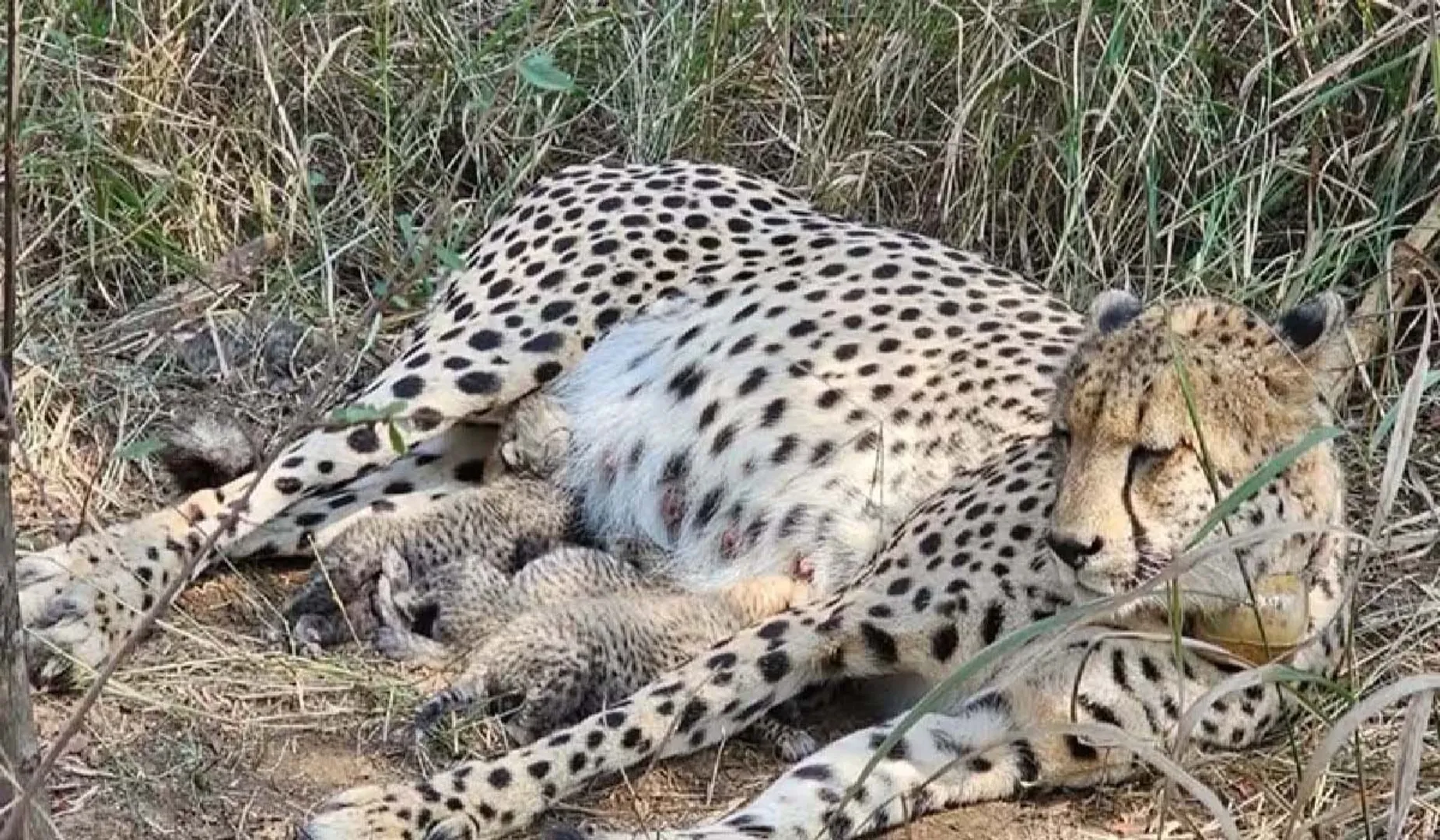 CHEETAH