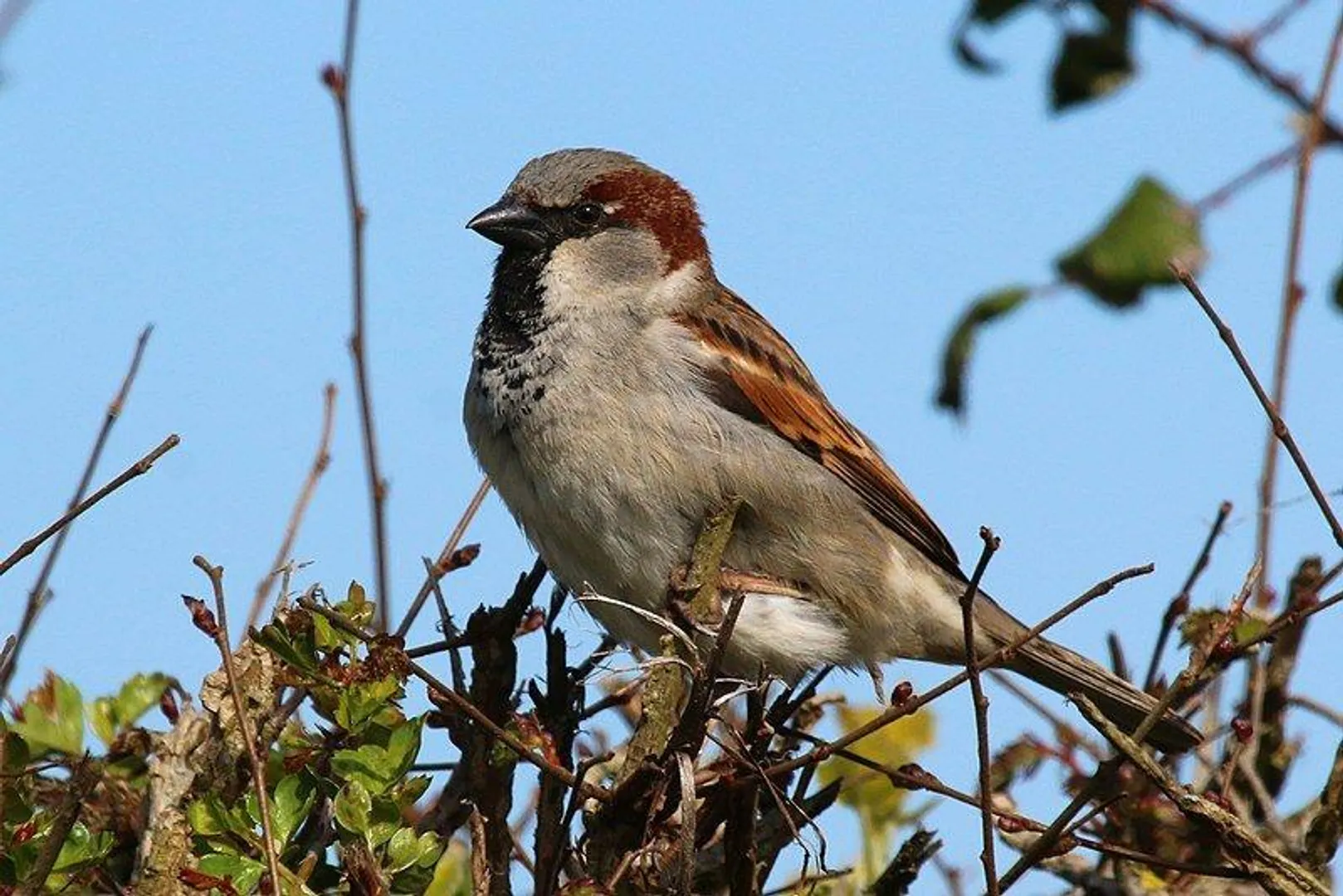 world-sparrow-day-2024-bhopal-conservation-efforts