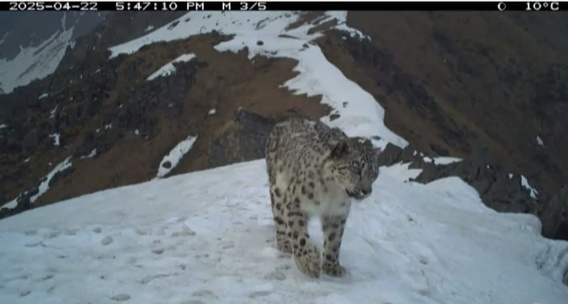 ukhimath-me-him-tendua-dikha-trap-camera-se-record