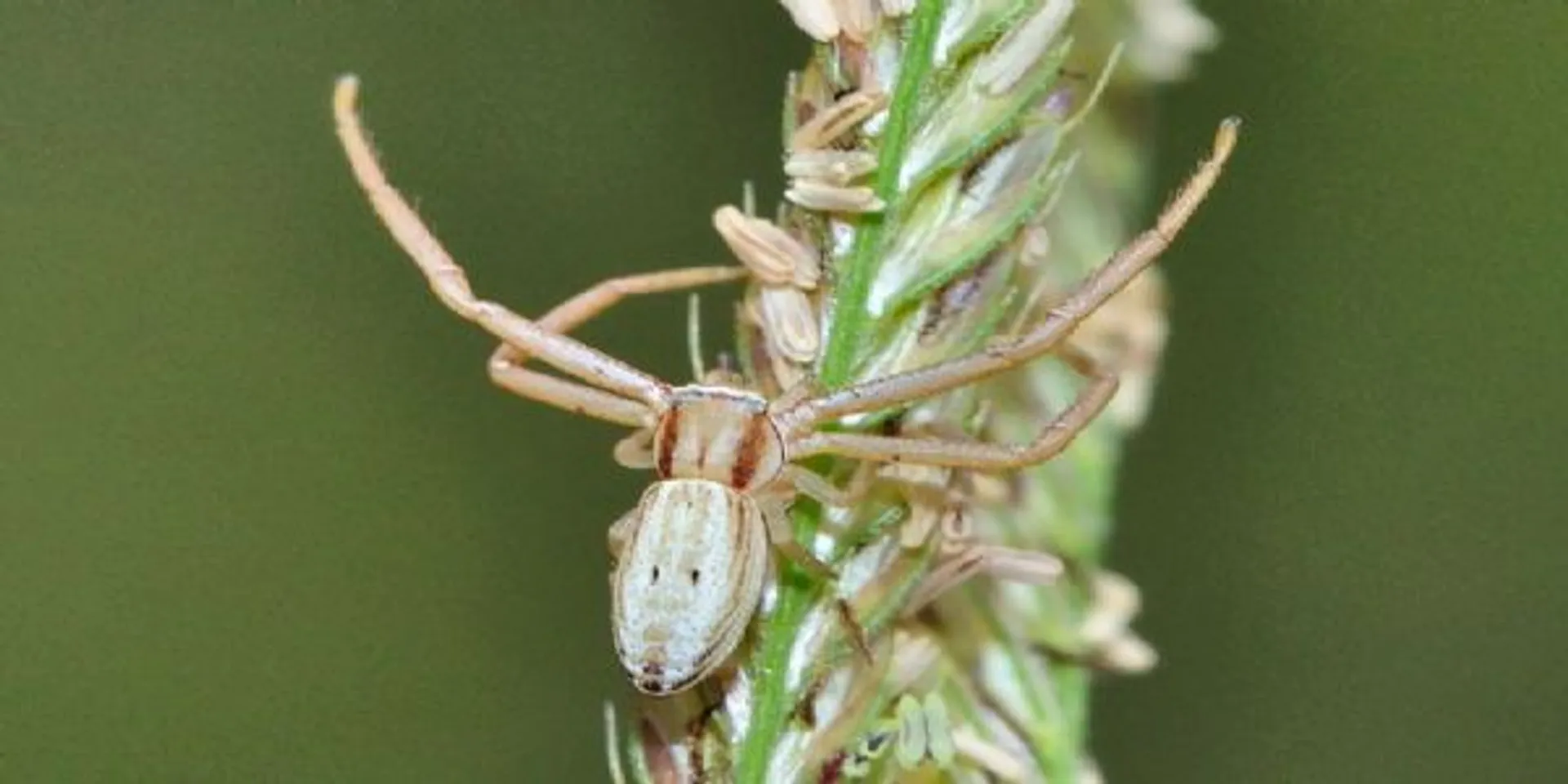 सुंदरबन में भेड़िया प्रजाति की नई मकड़ी ‘पिराटुला अक्यूमिनाटा’ की खोज