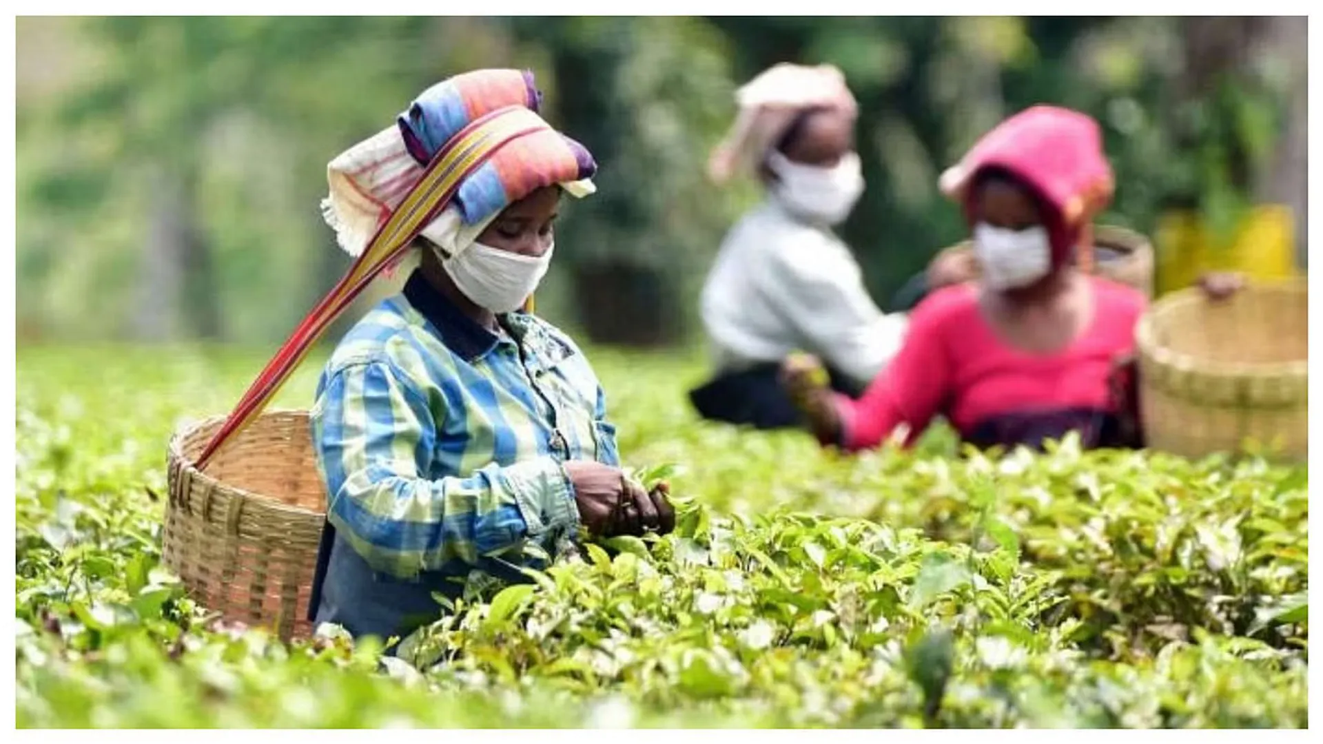 assam-tea-at-ny-fancy-food-show-2025