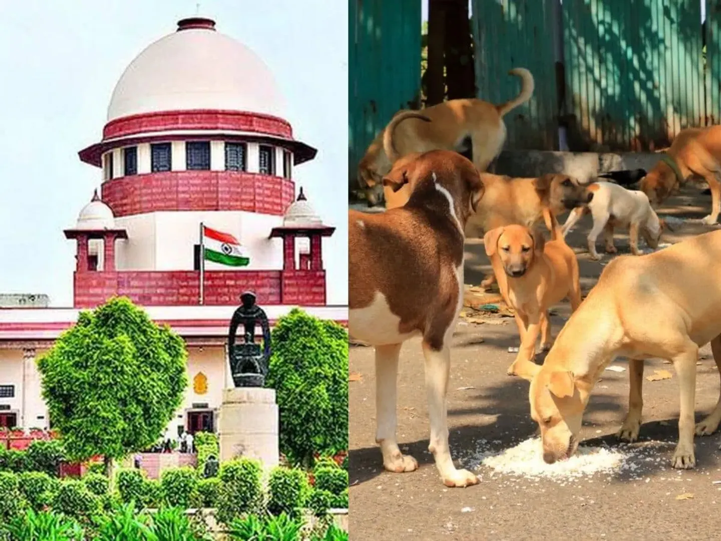supreme-court-order-stray-dogs-delhi-ncr-sterilization-shelter