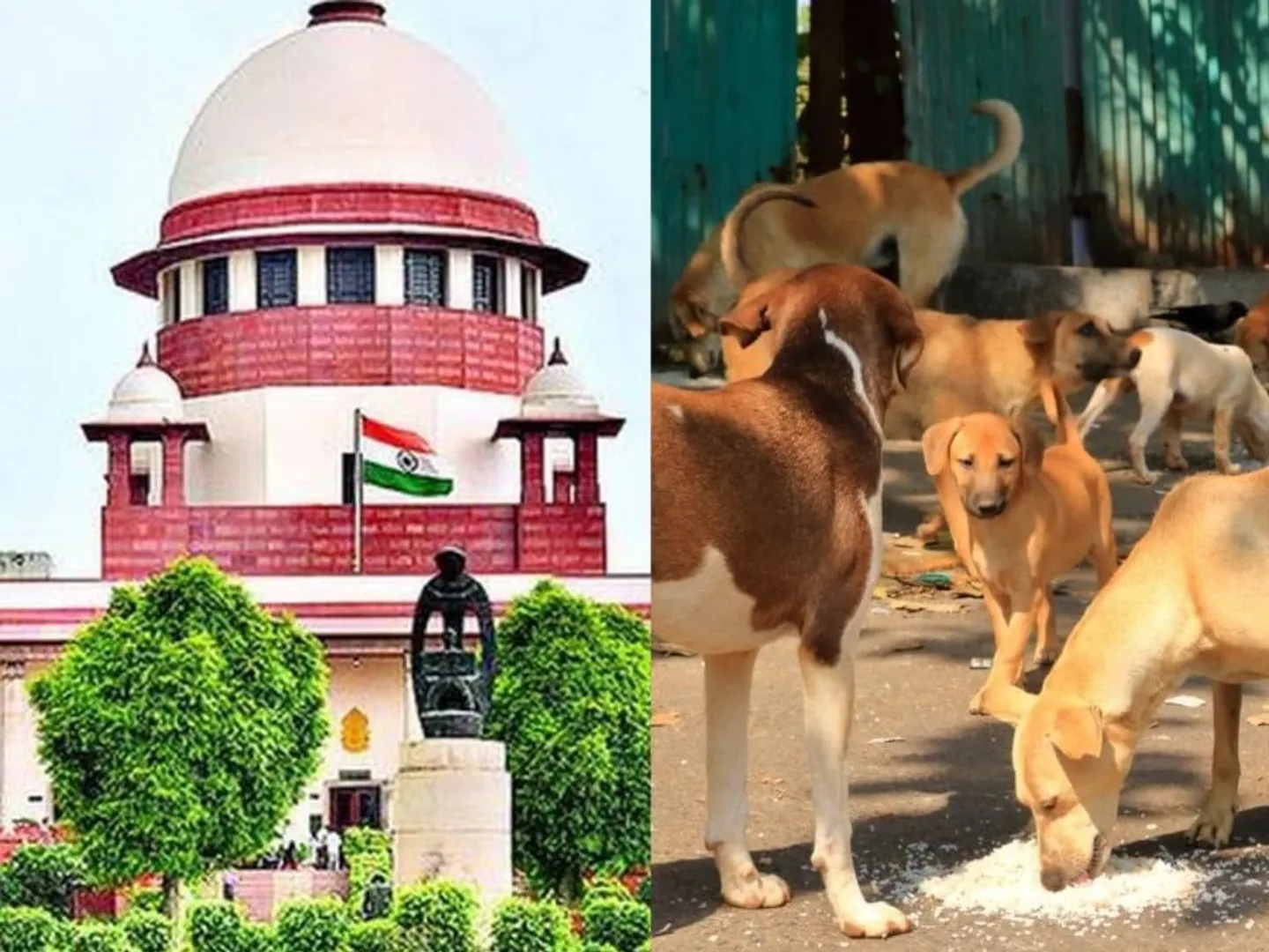 stray-dogs-case-supreme-court-verdict-reserved