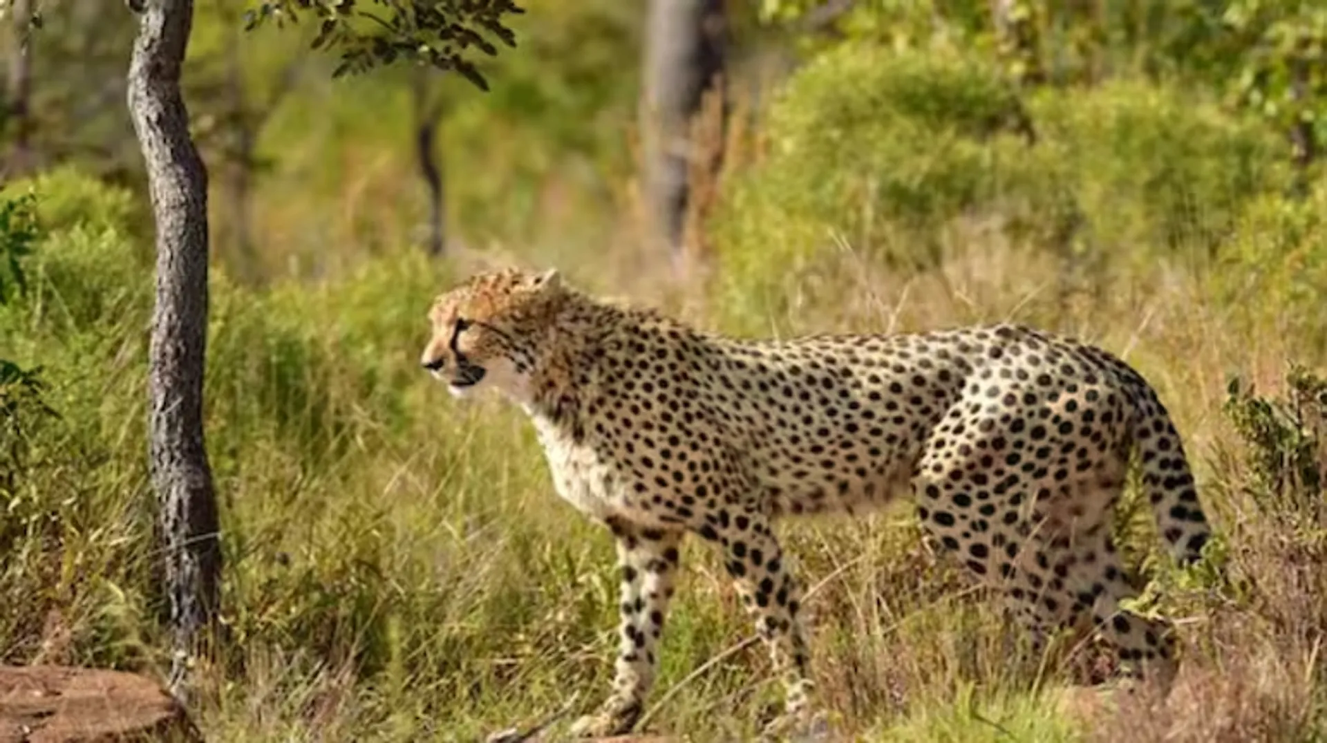 cheetah-cub-dies-in-kuno-due-to-leopard-fight