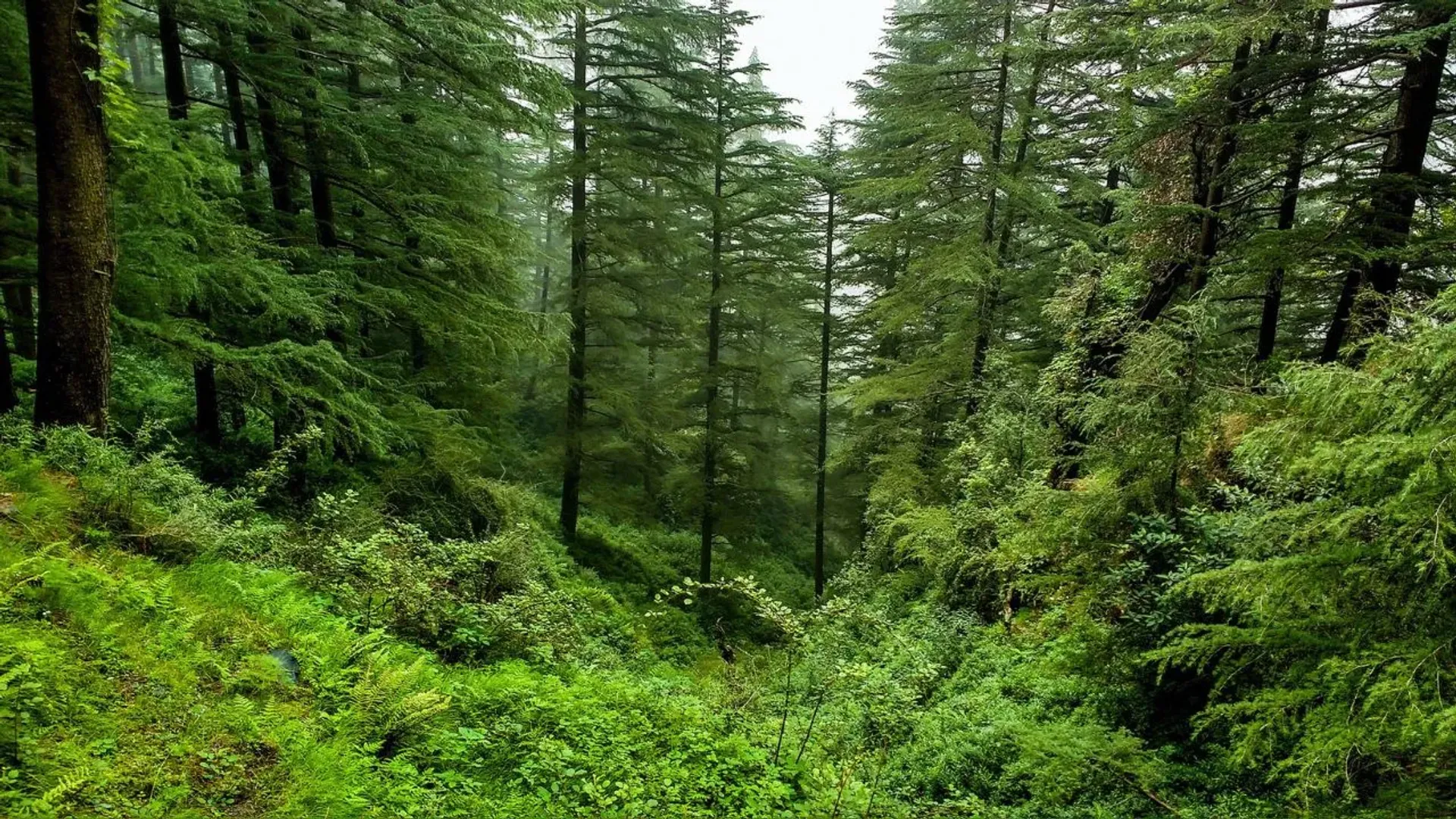 india-ranks-9th-in-global-forest-area-2025