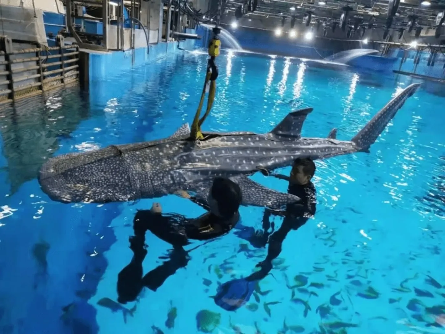 Whale Shark
