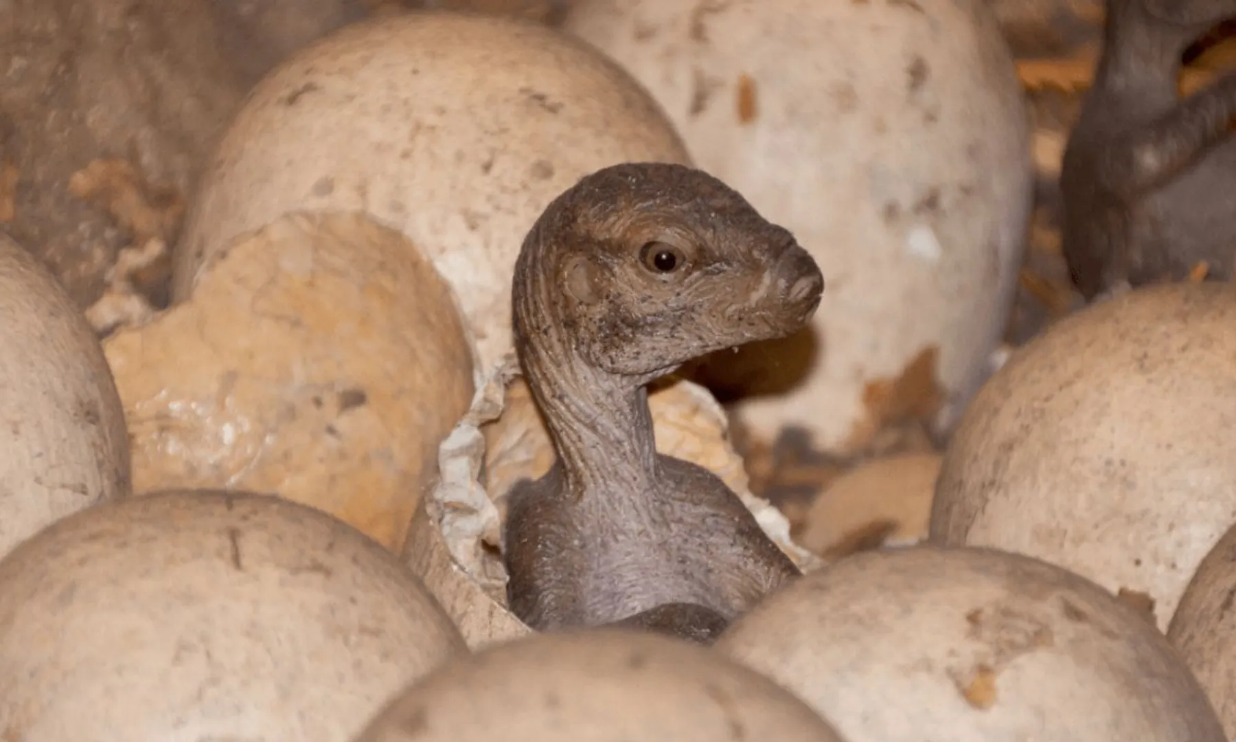 Scientists aim to bring dinosaurs back to life through robotics