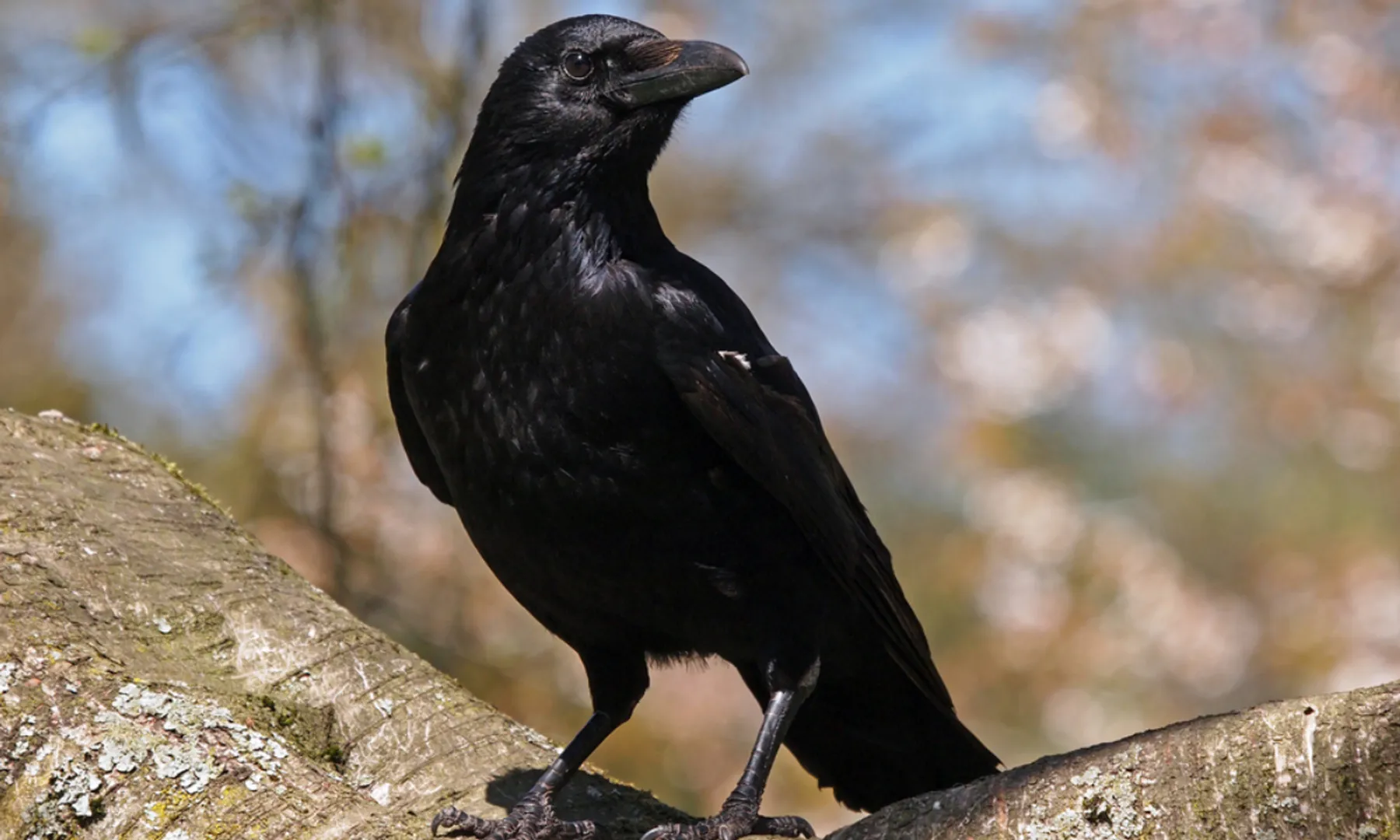 crow