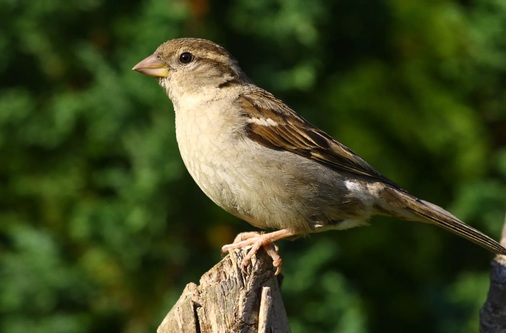 sparrow