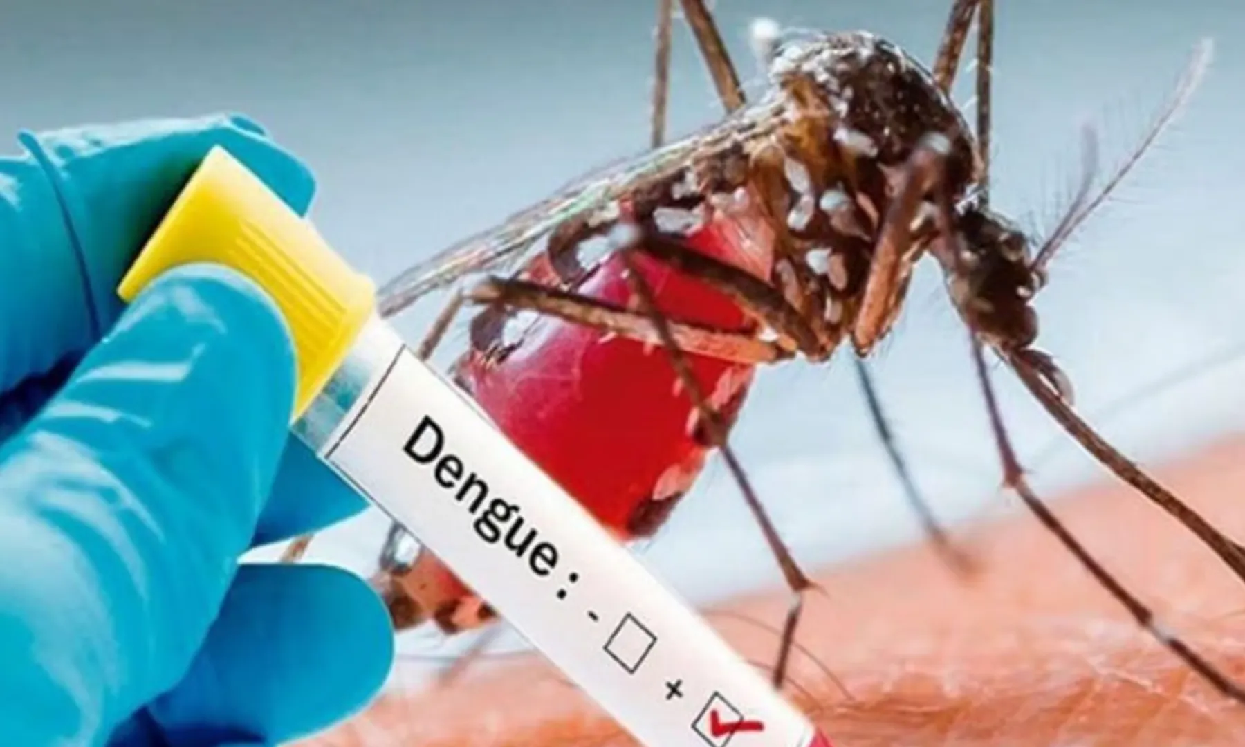 dengue