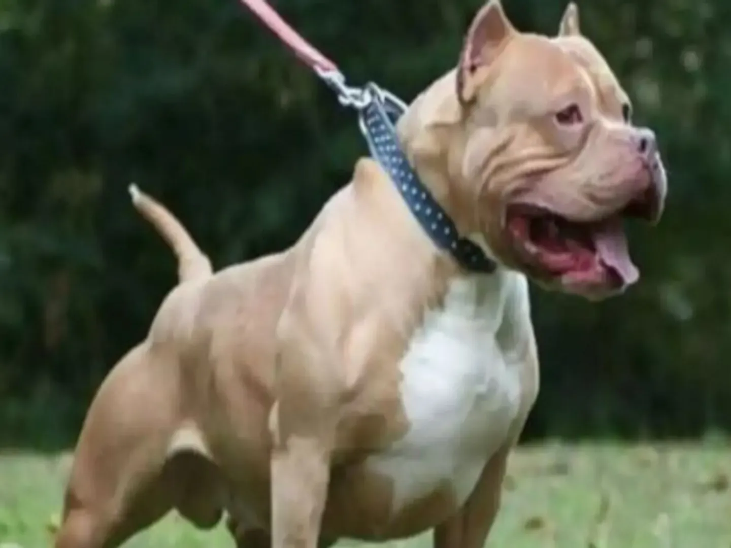 pitbull