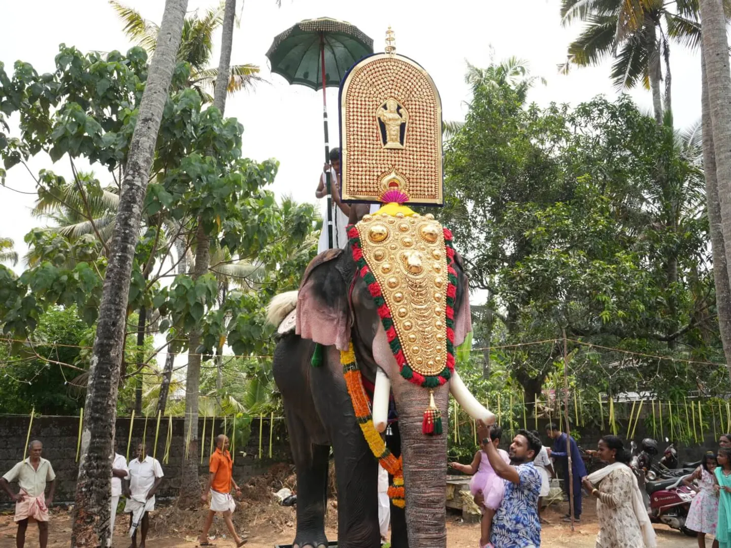 elephant