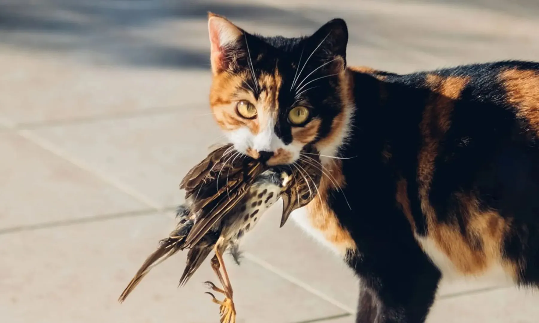 Cats could spread deadly bird flu to humans, study finds