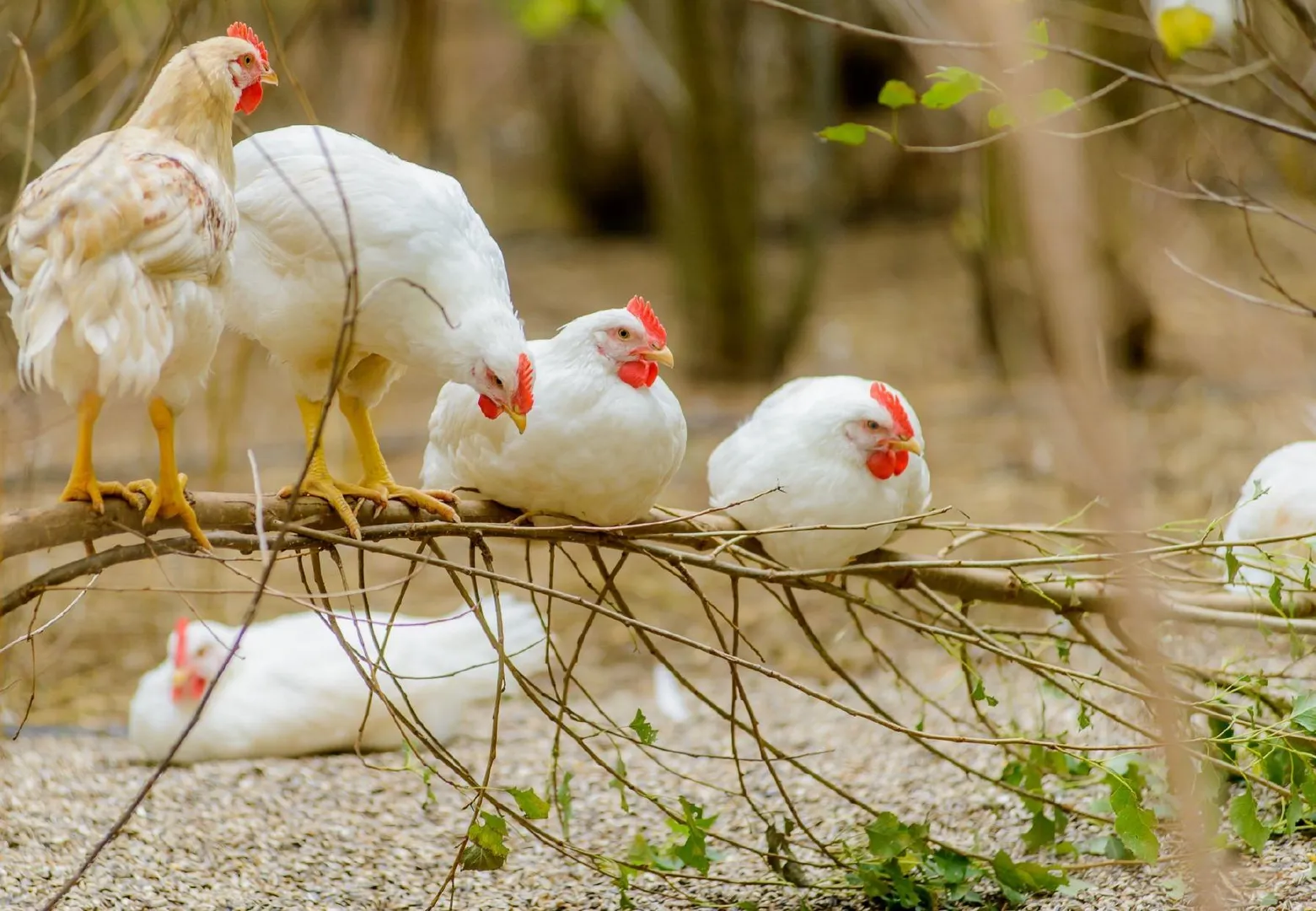 chicken