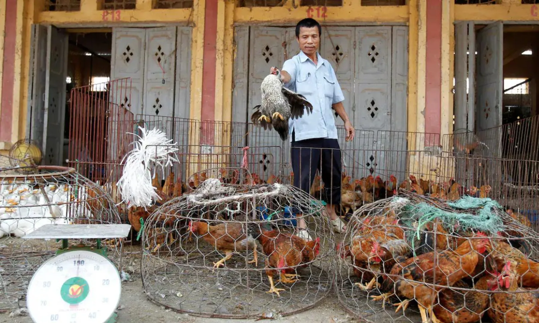 Bird flu The biggest emerging health concern of 2025