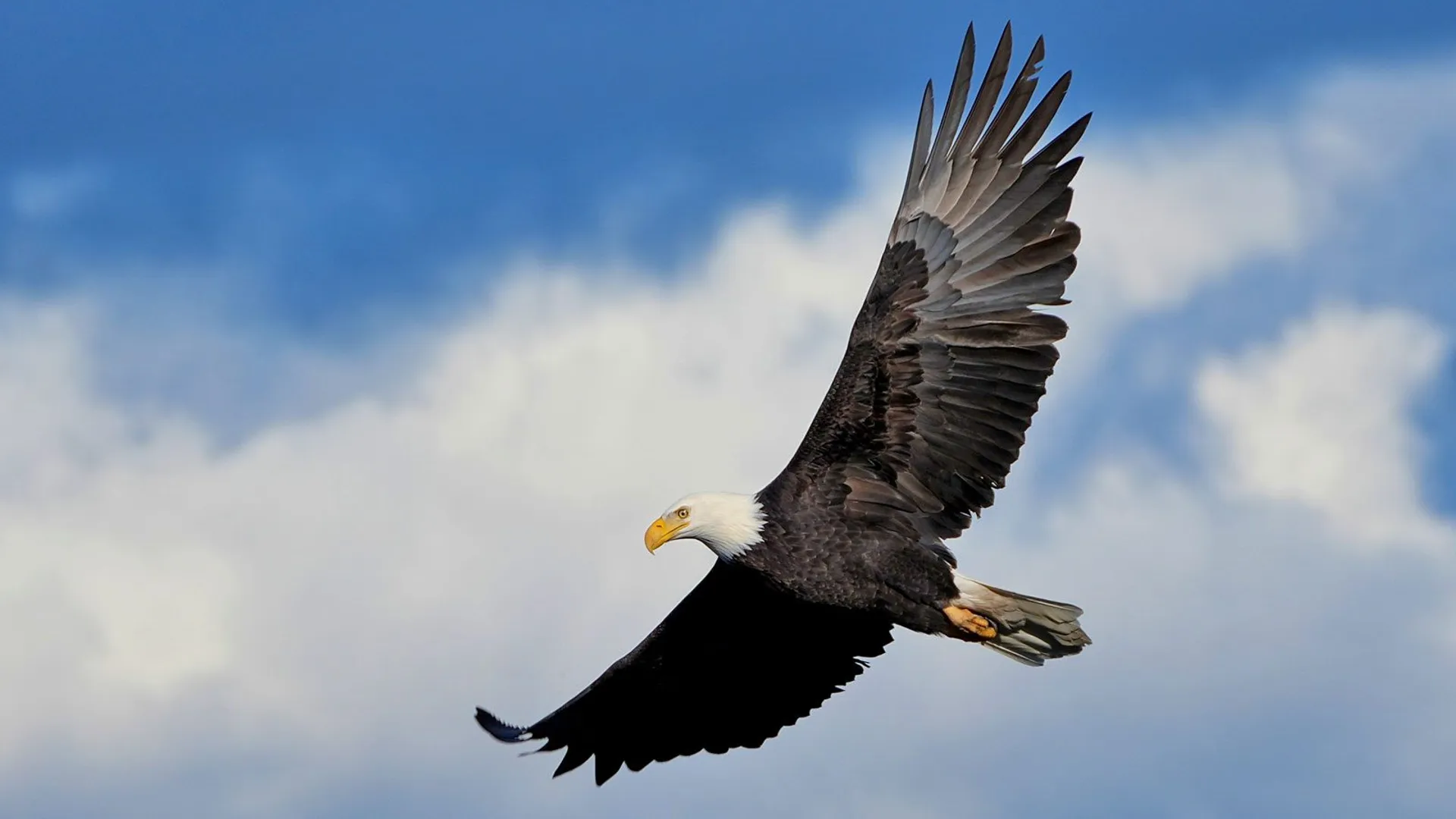 eagle
