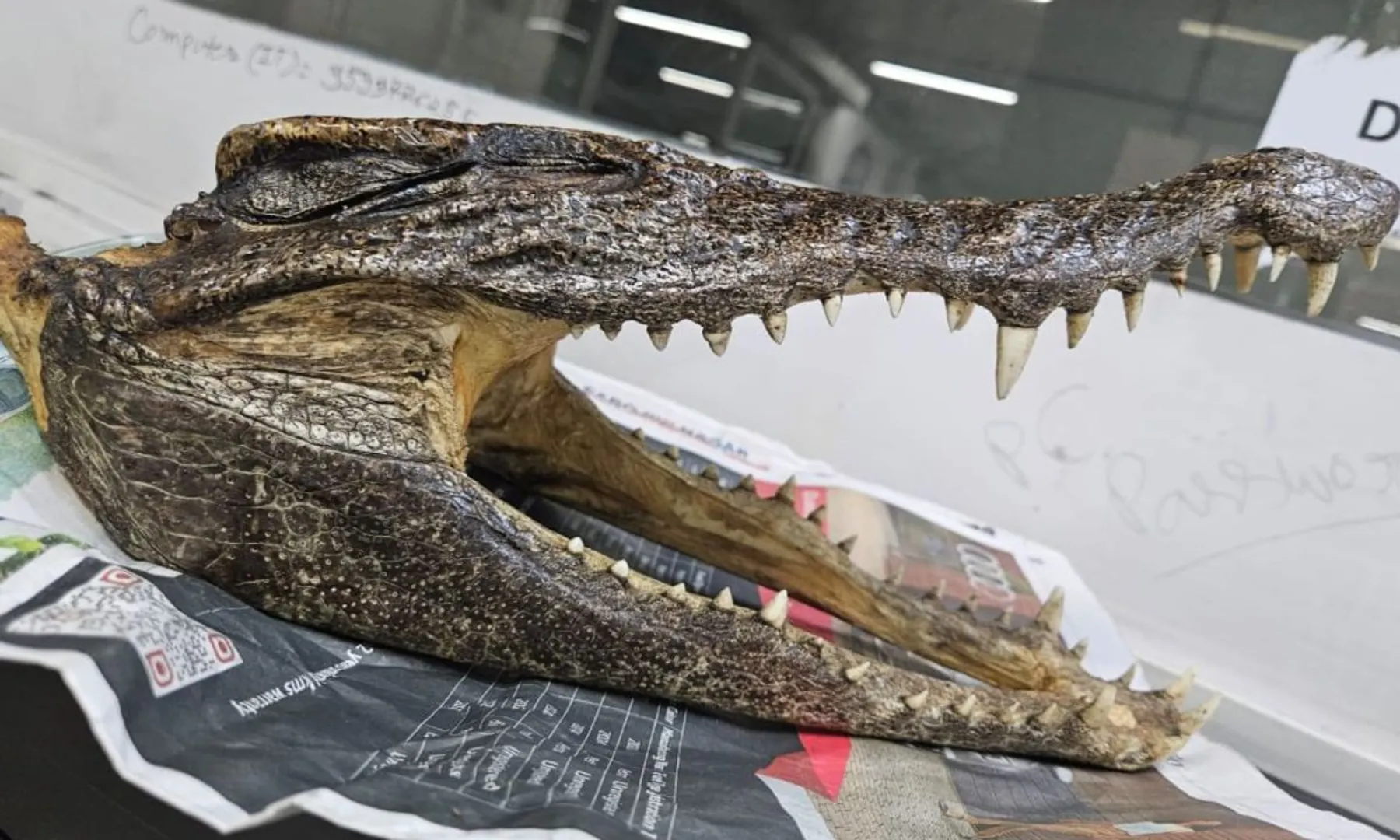 Crocodile skull found in Canadian man's luggage at Delhi Airport