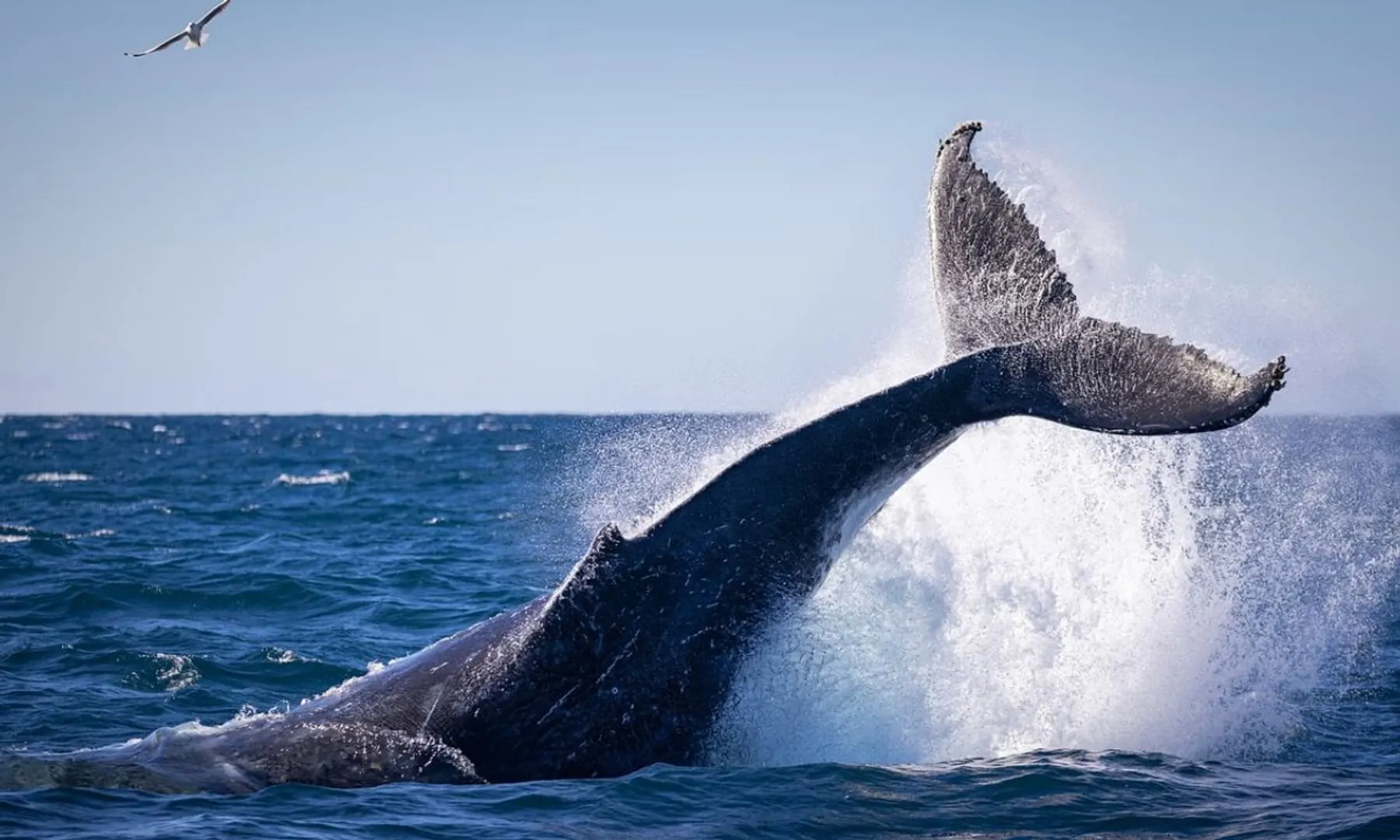 Whales sing when they've had a good meal, research finds