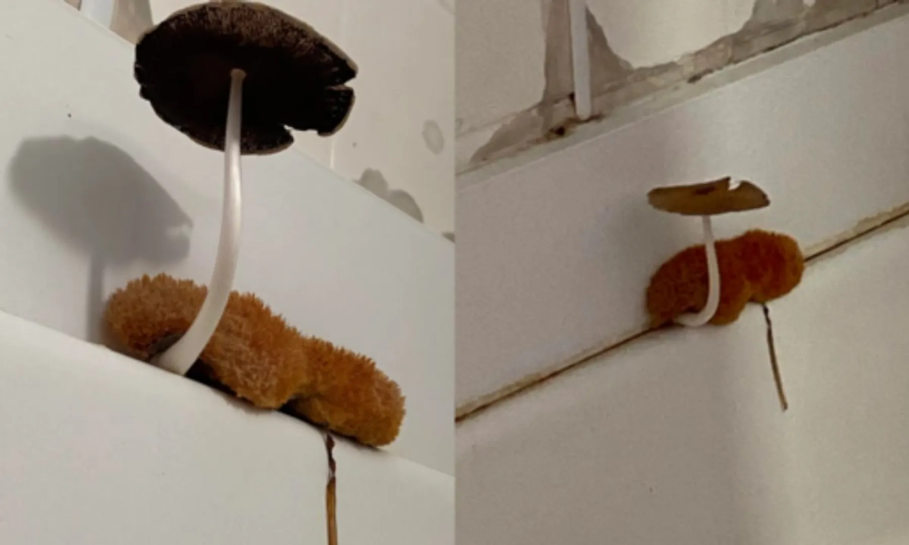 Woman’s ‘loofah’ in bathroom turns into full-grown mushroom
