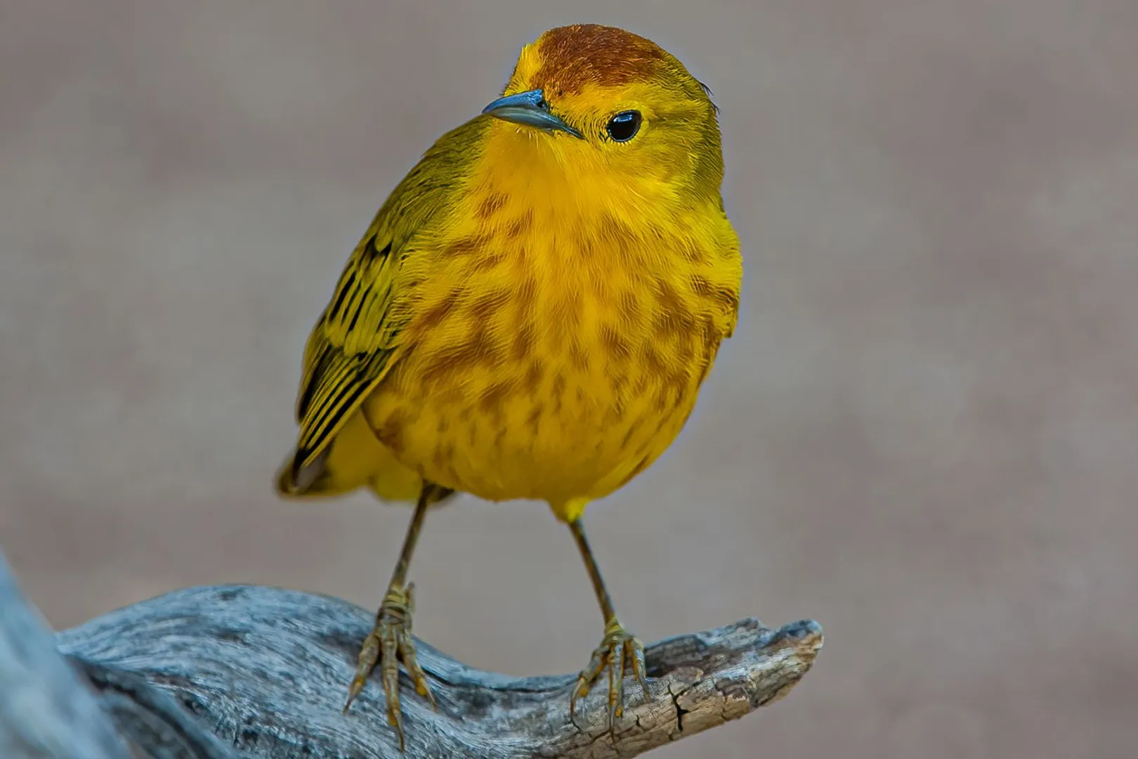 birds also show aggression due to traffic noise